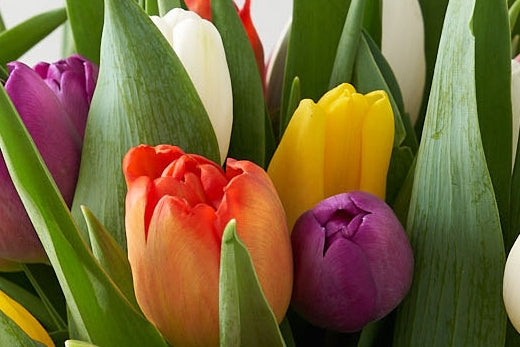 DES TULIPES MULTICOLORES DANS UN VASE TRANSPARENT