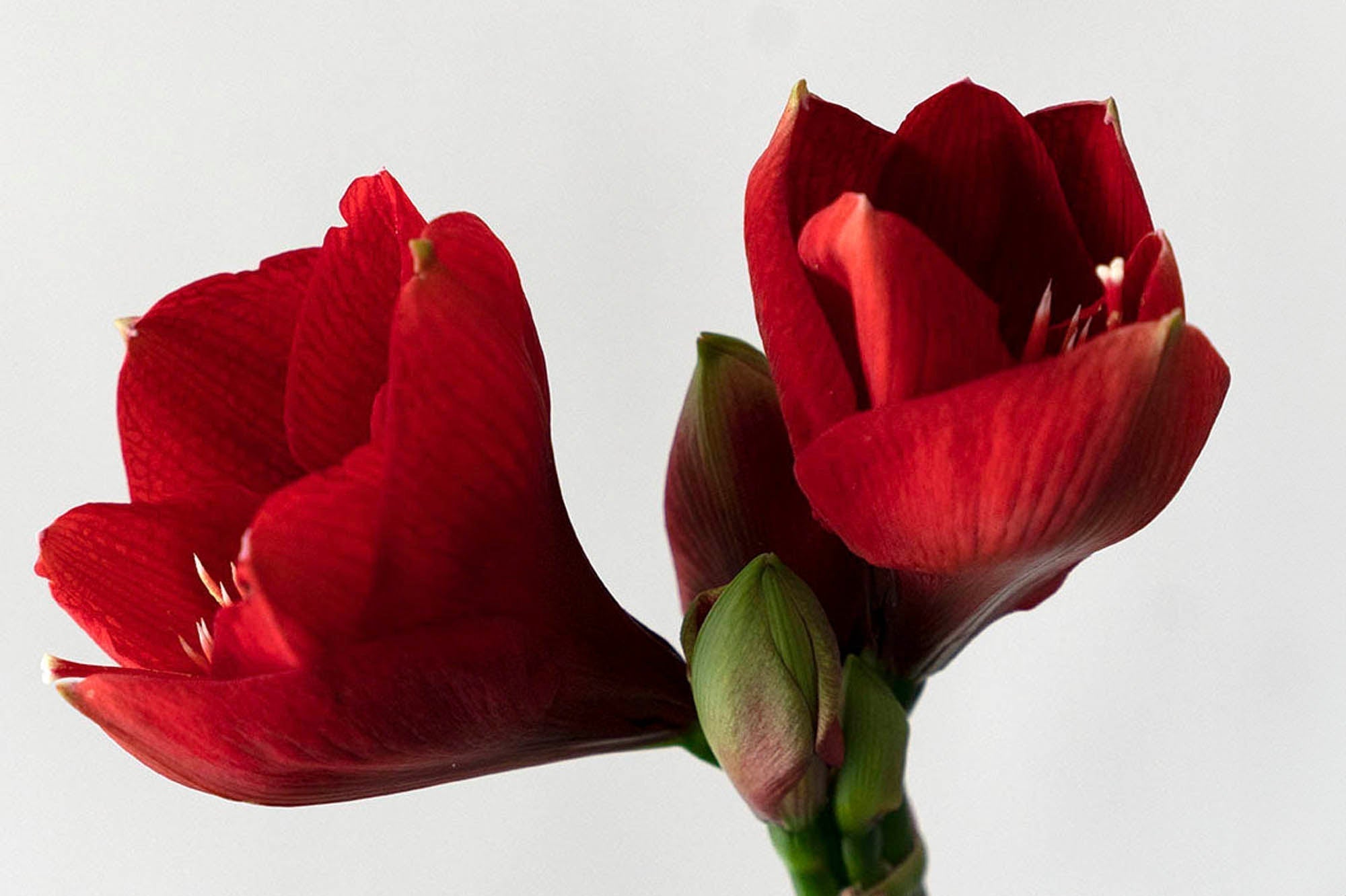 2 red amaryllis blooms on a stem