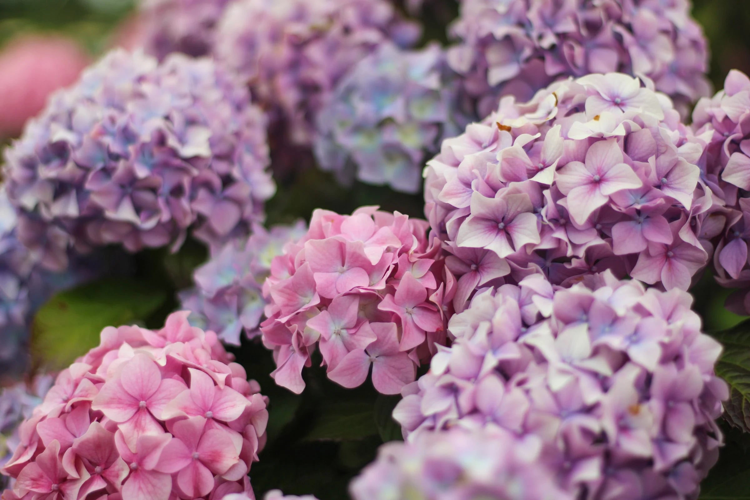 PURPLE HYNDRANGEA