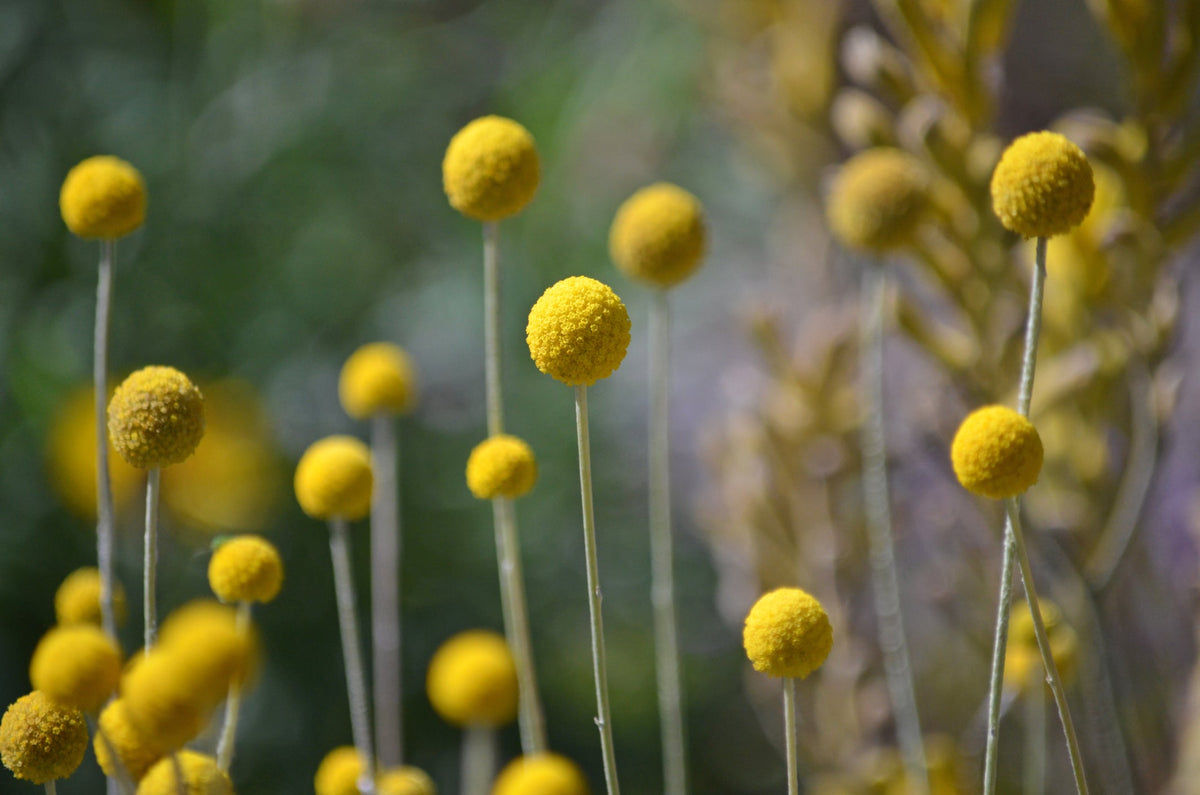 photo de fleurs de tambour jaune dans un jardin - gros plan