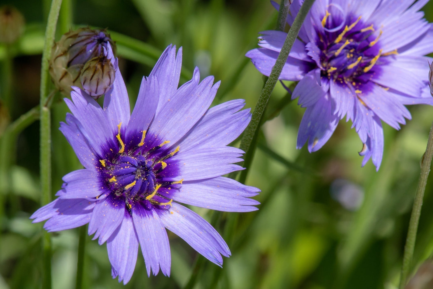 picture of cupid's dart flower Catananche caerulea