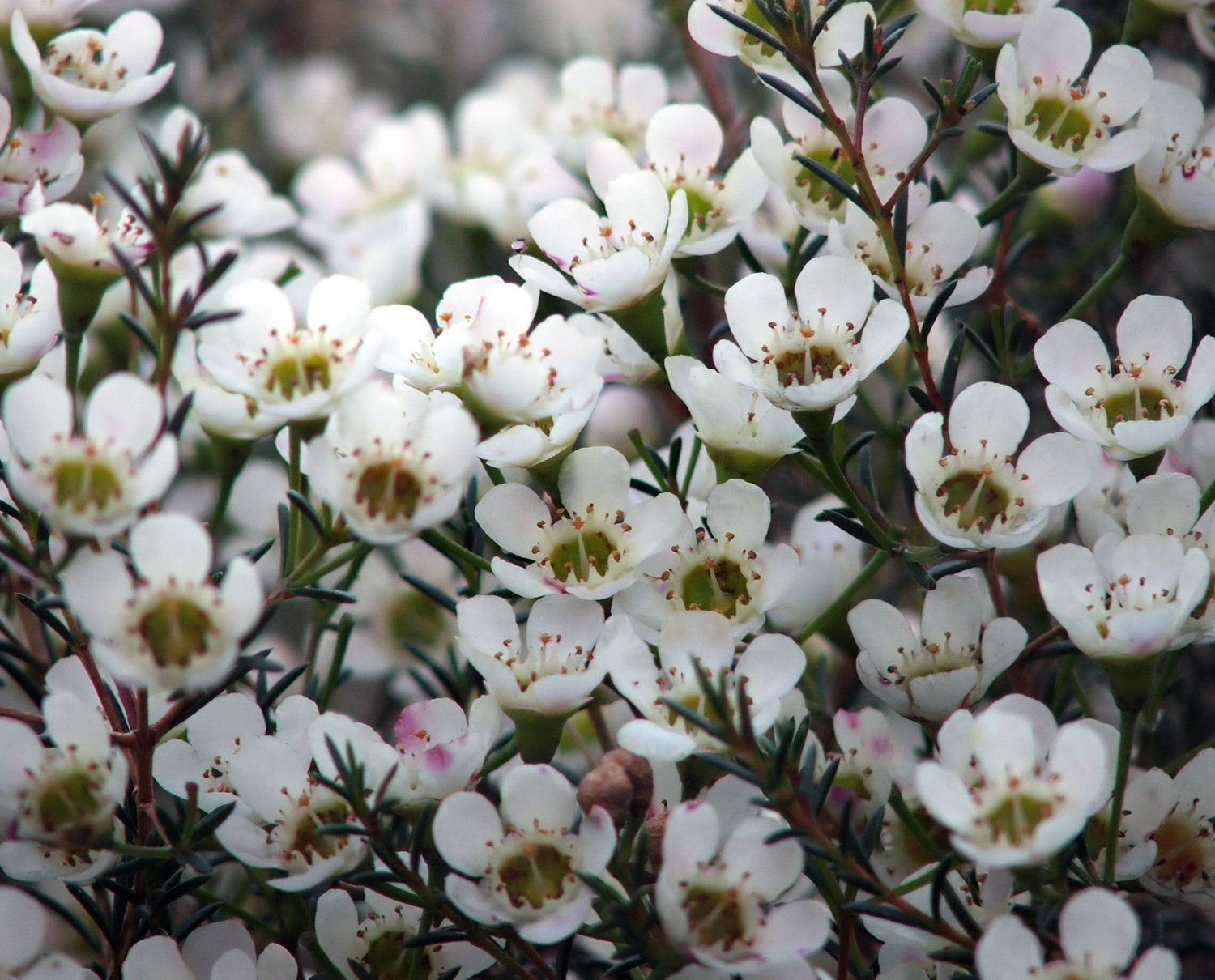 Wax Flower - Hoyas Indian rope plant, porcelain flower, honey plant