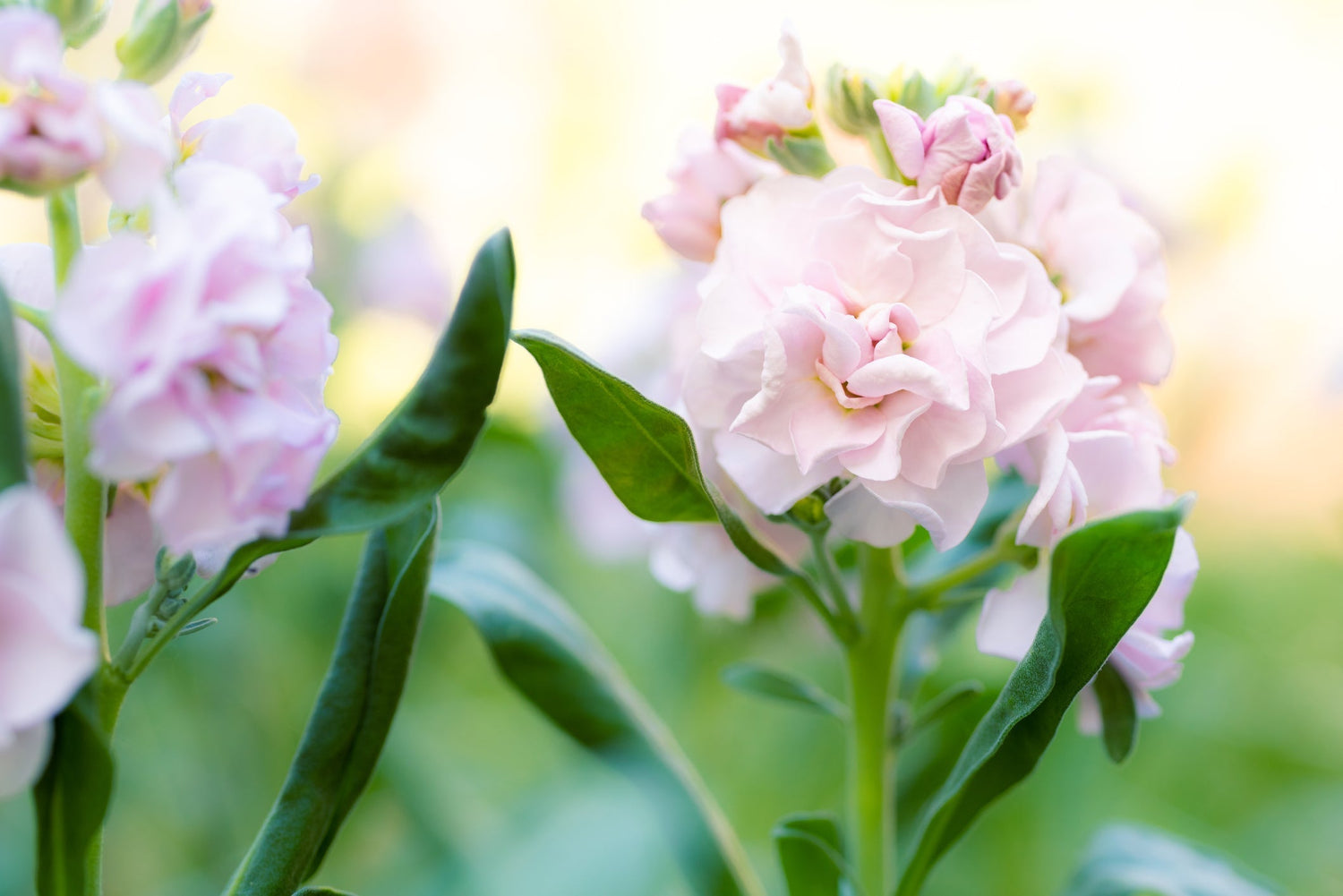 Stock -Matthiola incana