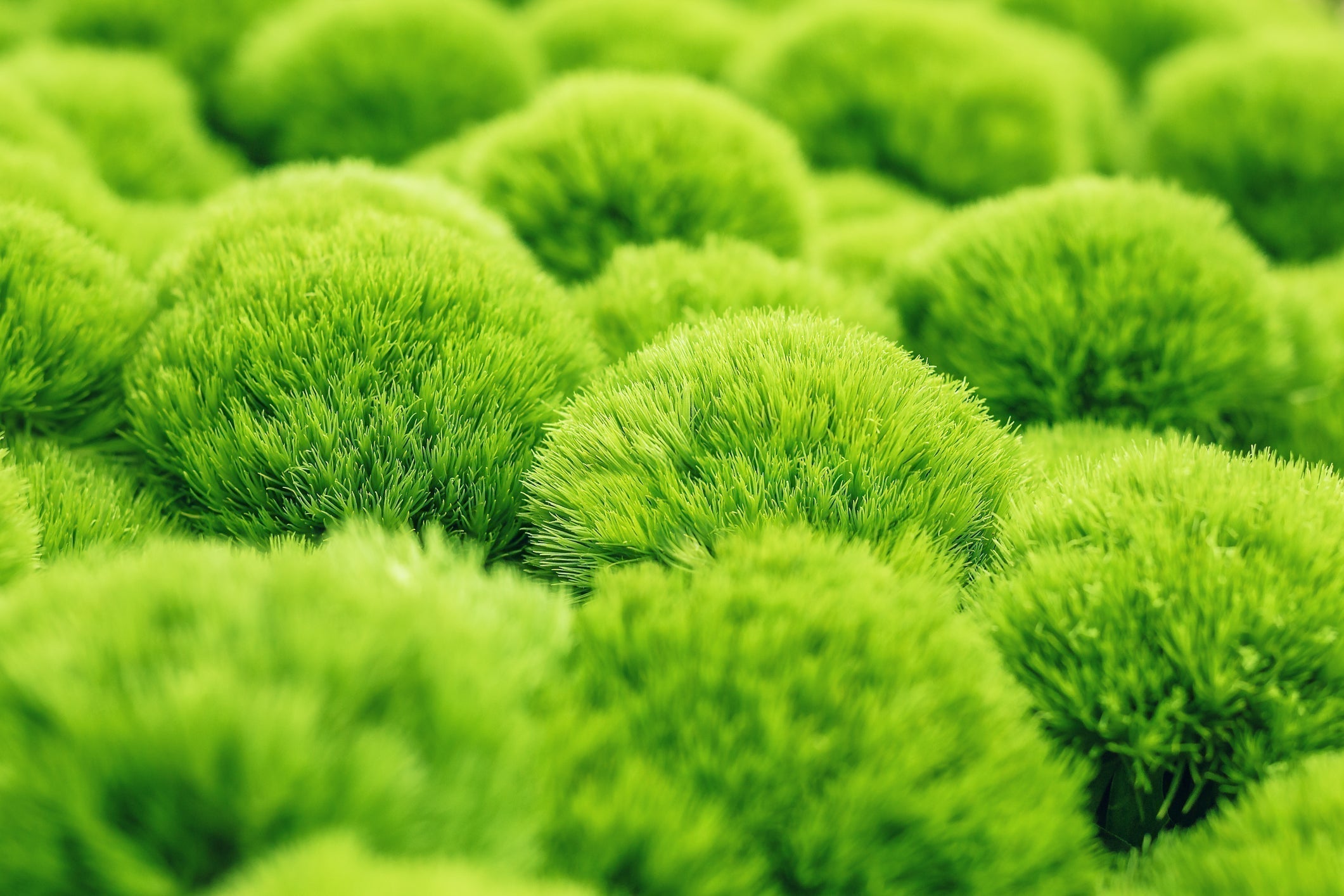 Green Trick - Dianthus barbatus