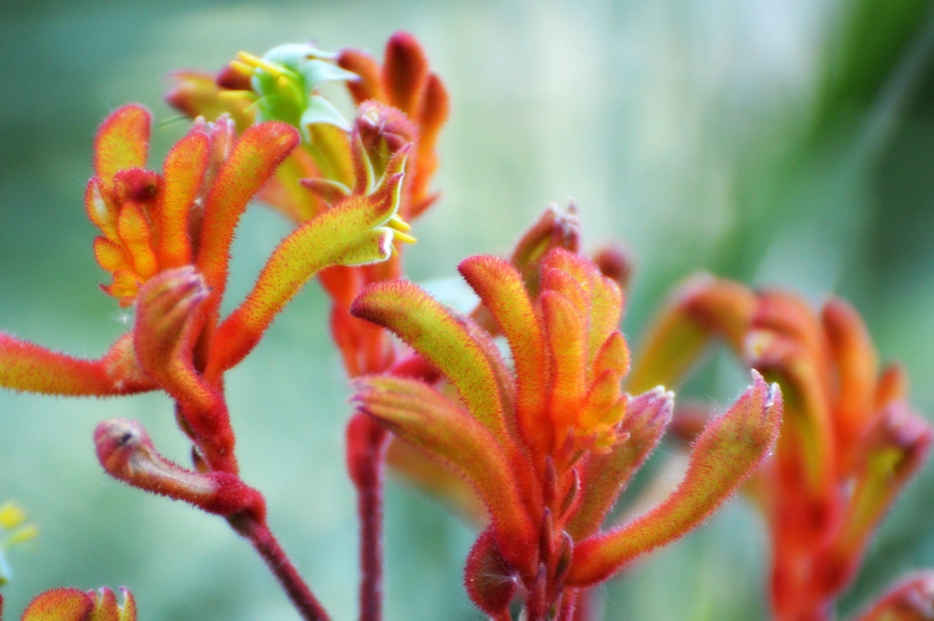 Kangaroo Paw