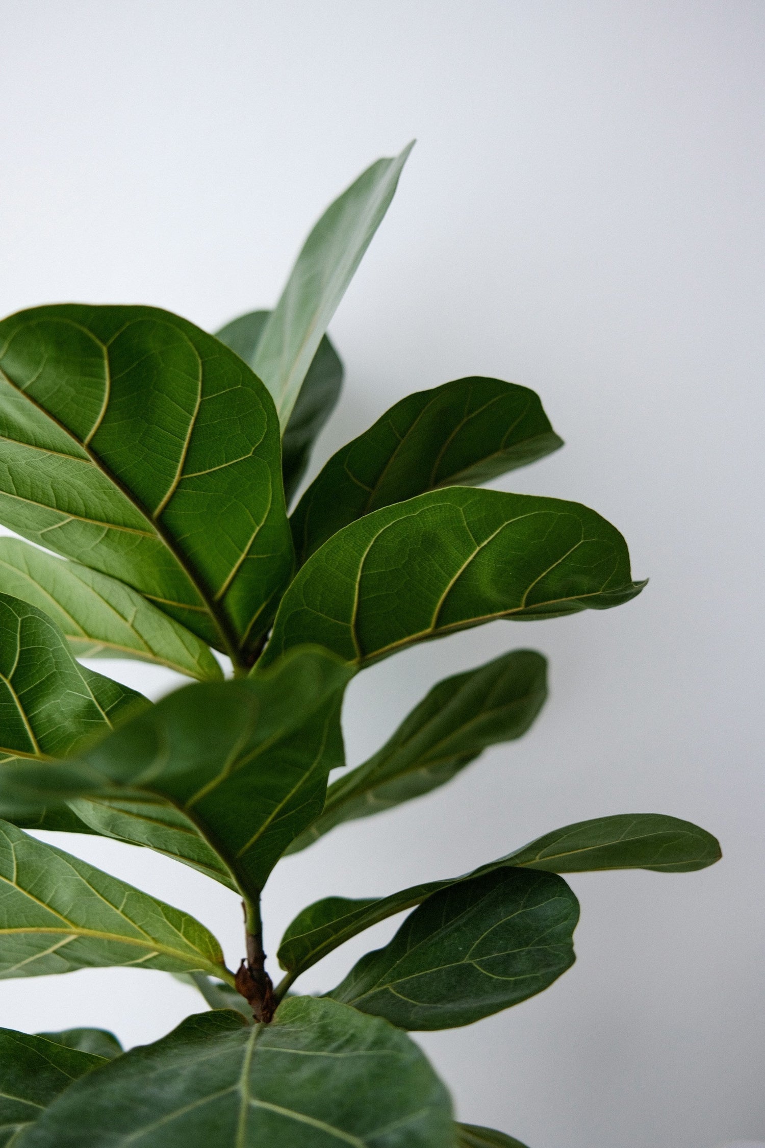 How to Care for a Ficus Lyrata, (Fiddle Leaf Plant)