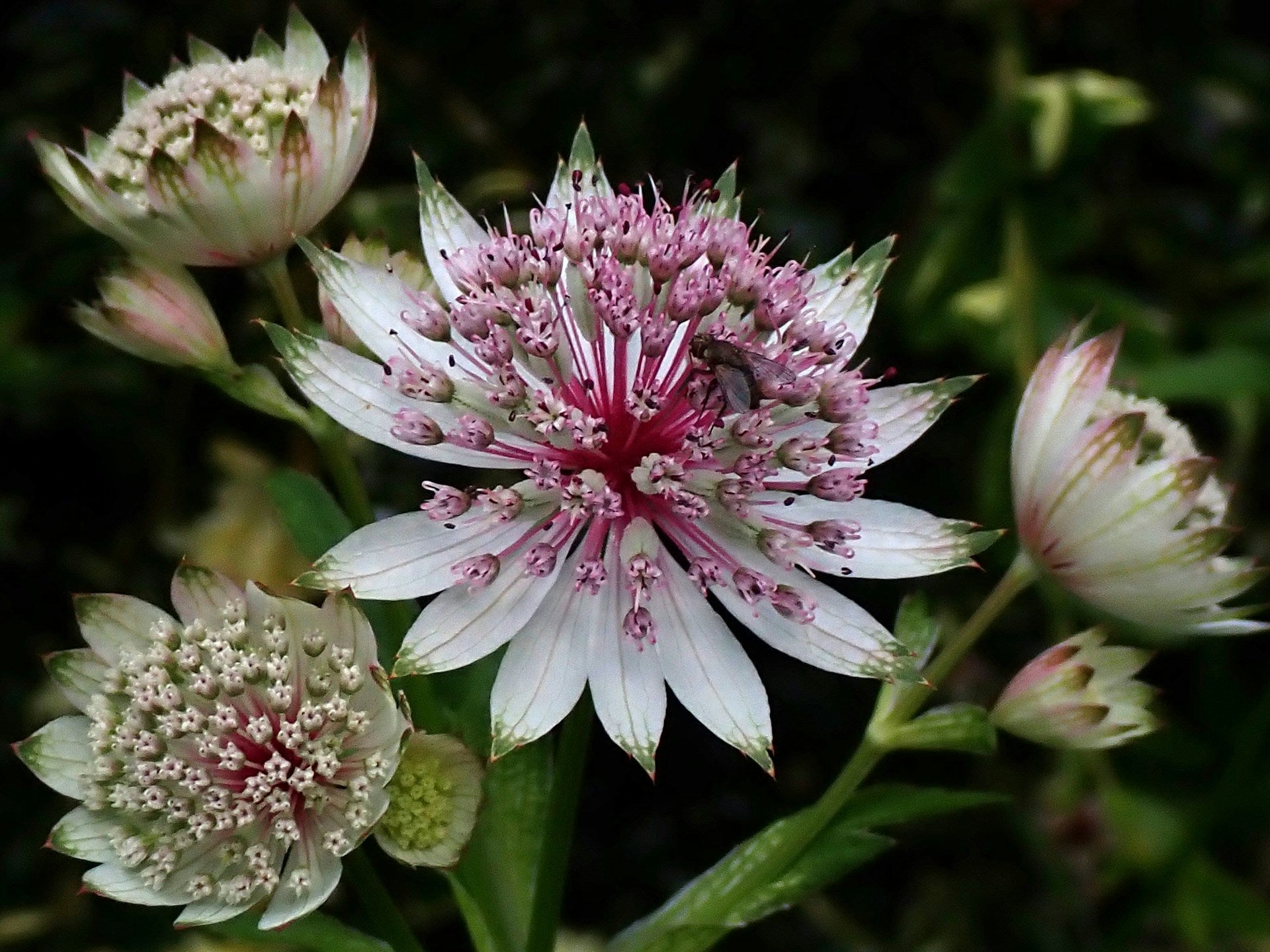 Astrantia Major - Great Masterwort