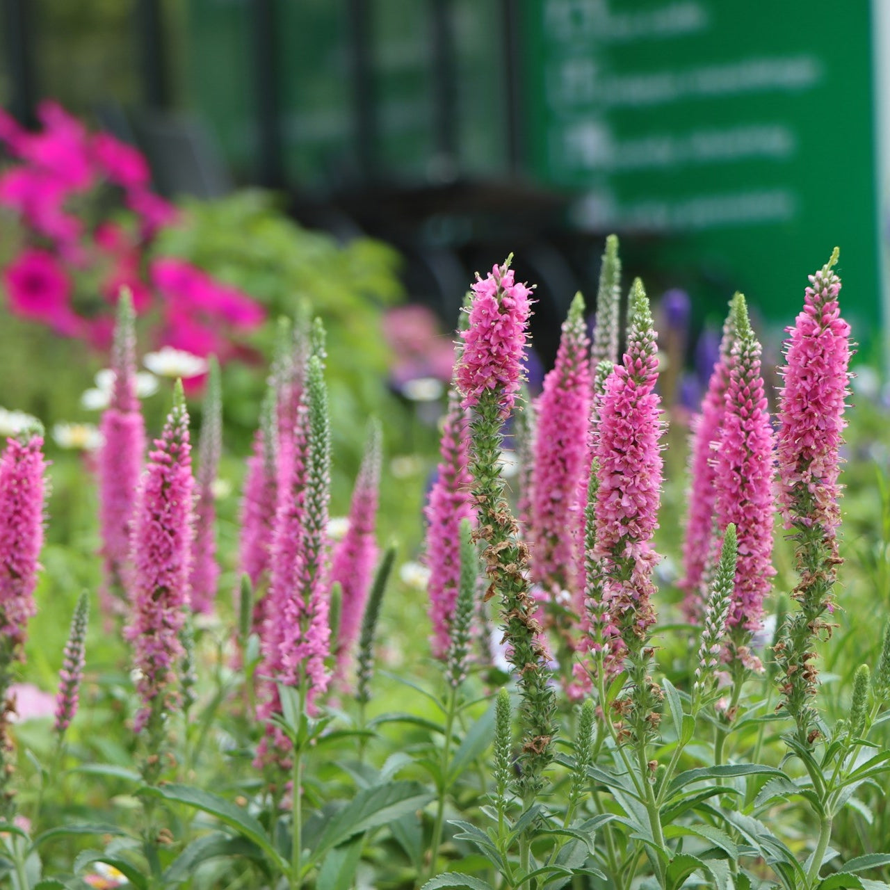 Picture of hot pink veronica officinalis speedwell