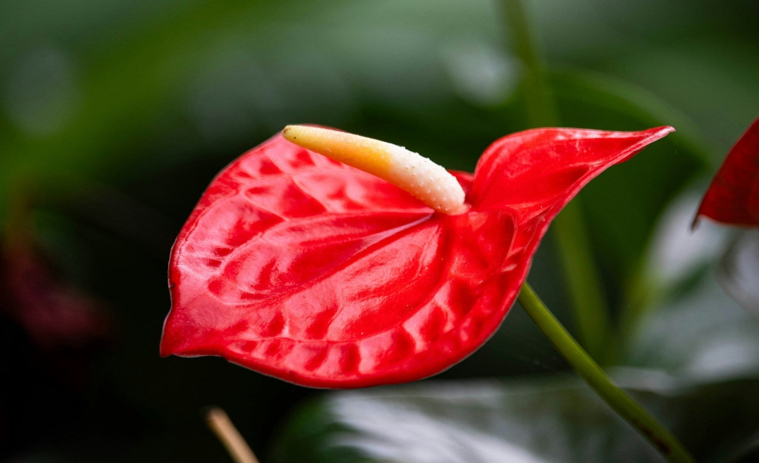 Anthurium - Flamingo flower, tailflower, laceleaf.