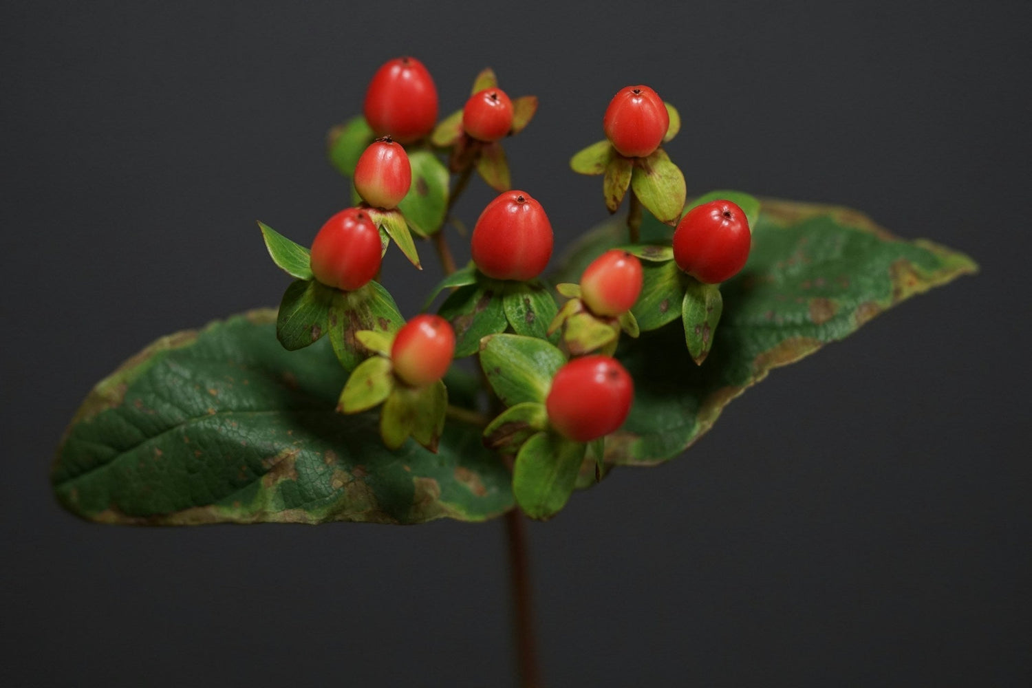 Hypericum - Millepertuis