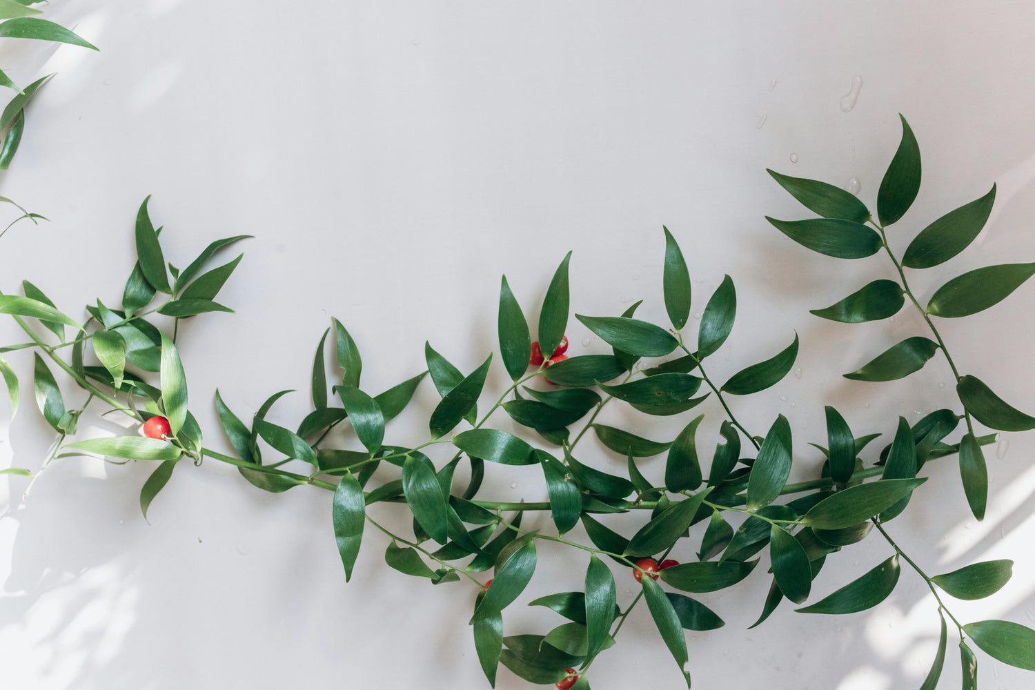 Ruscus - Italian and Israeli