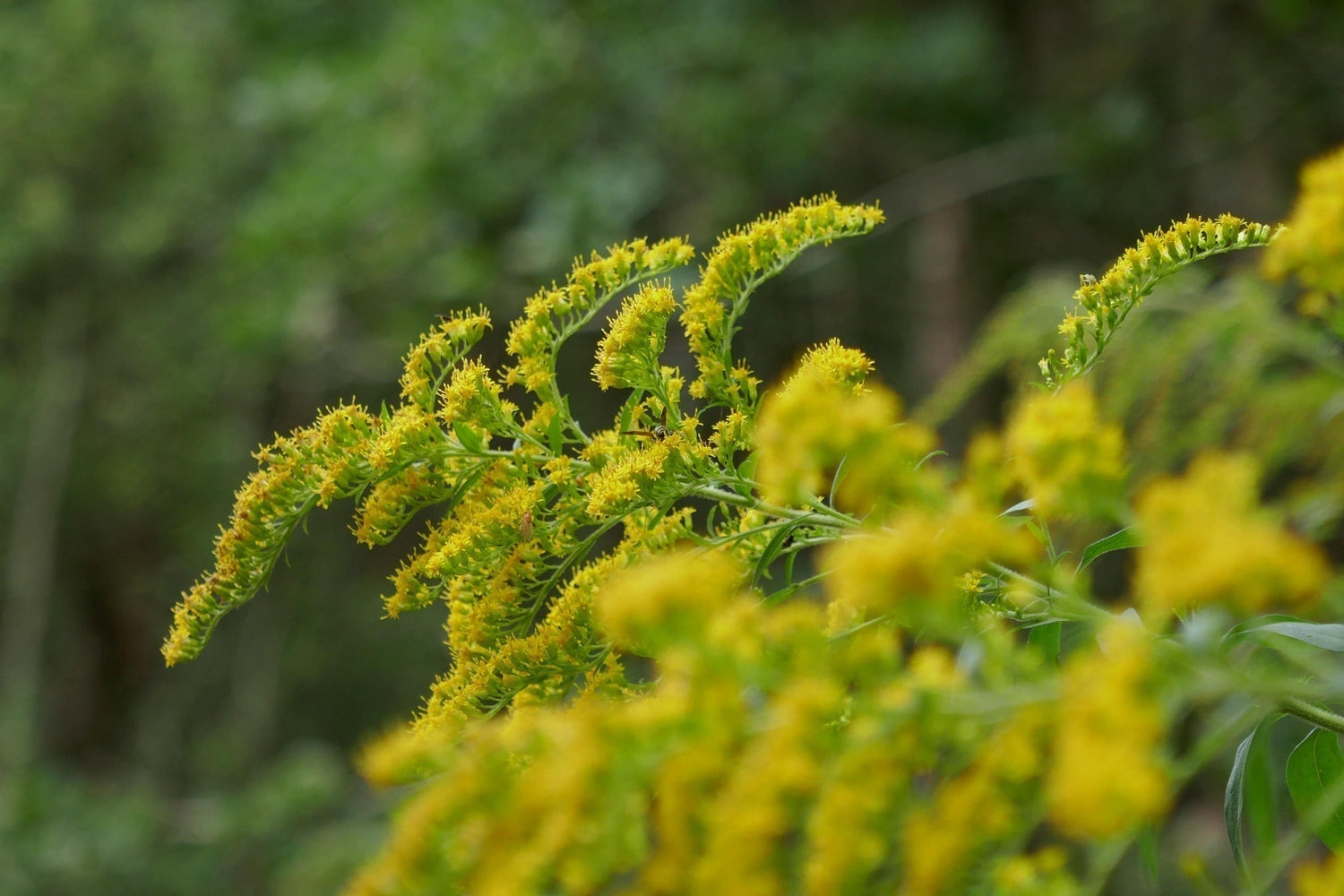Solidago - Golden Rod