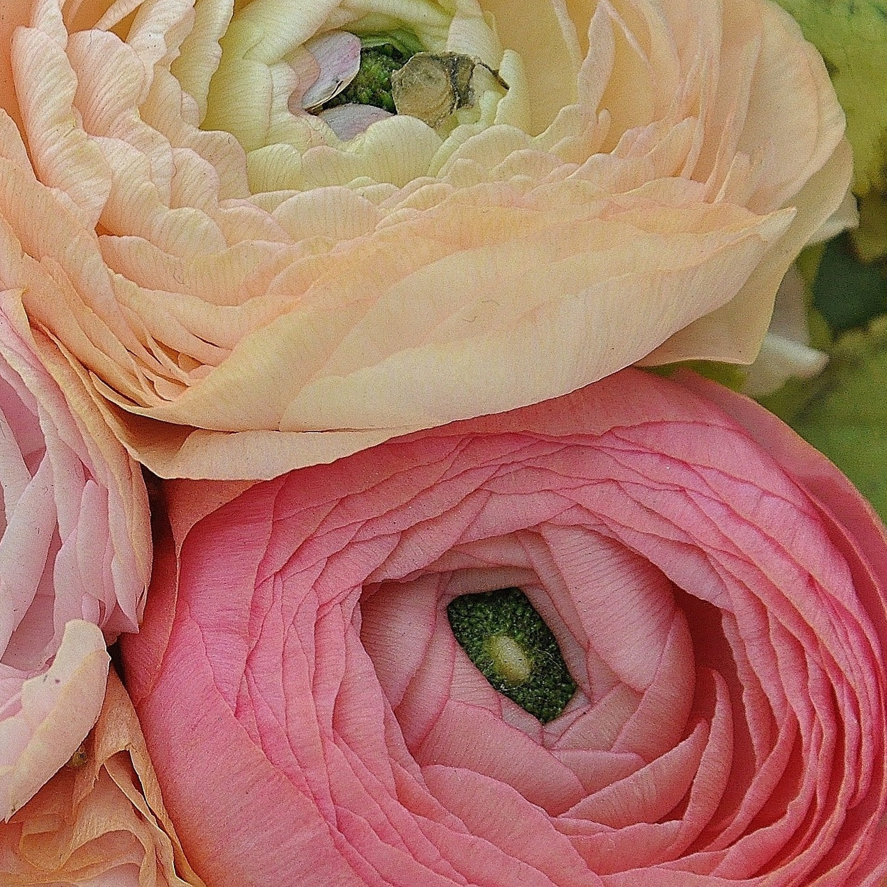soft peach, rose colored ranunculus blooms