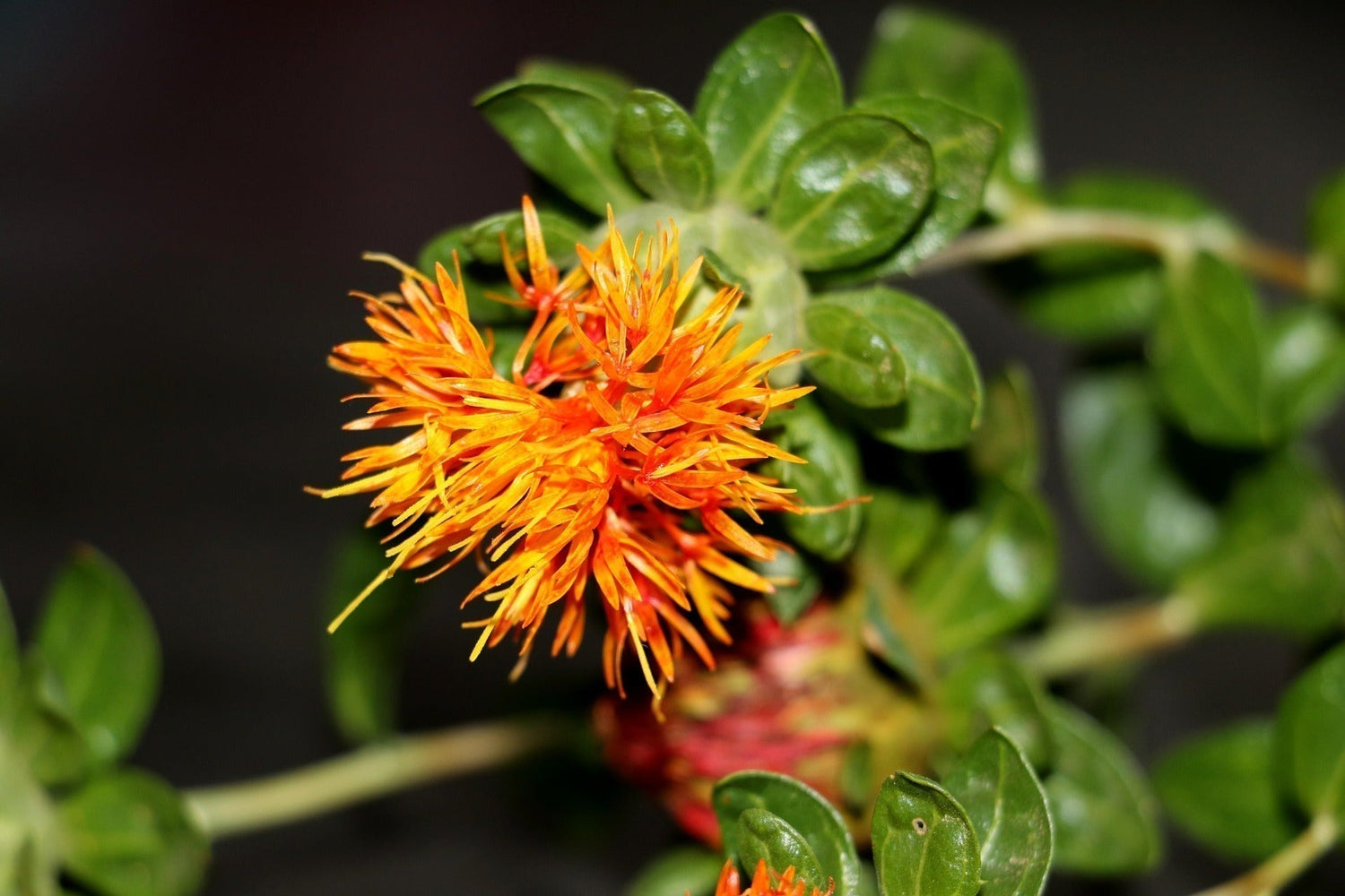 close up picture of a orange safflower on a stem