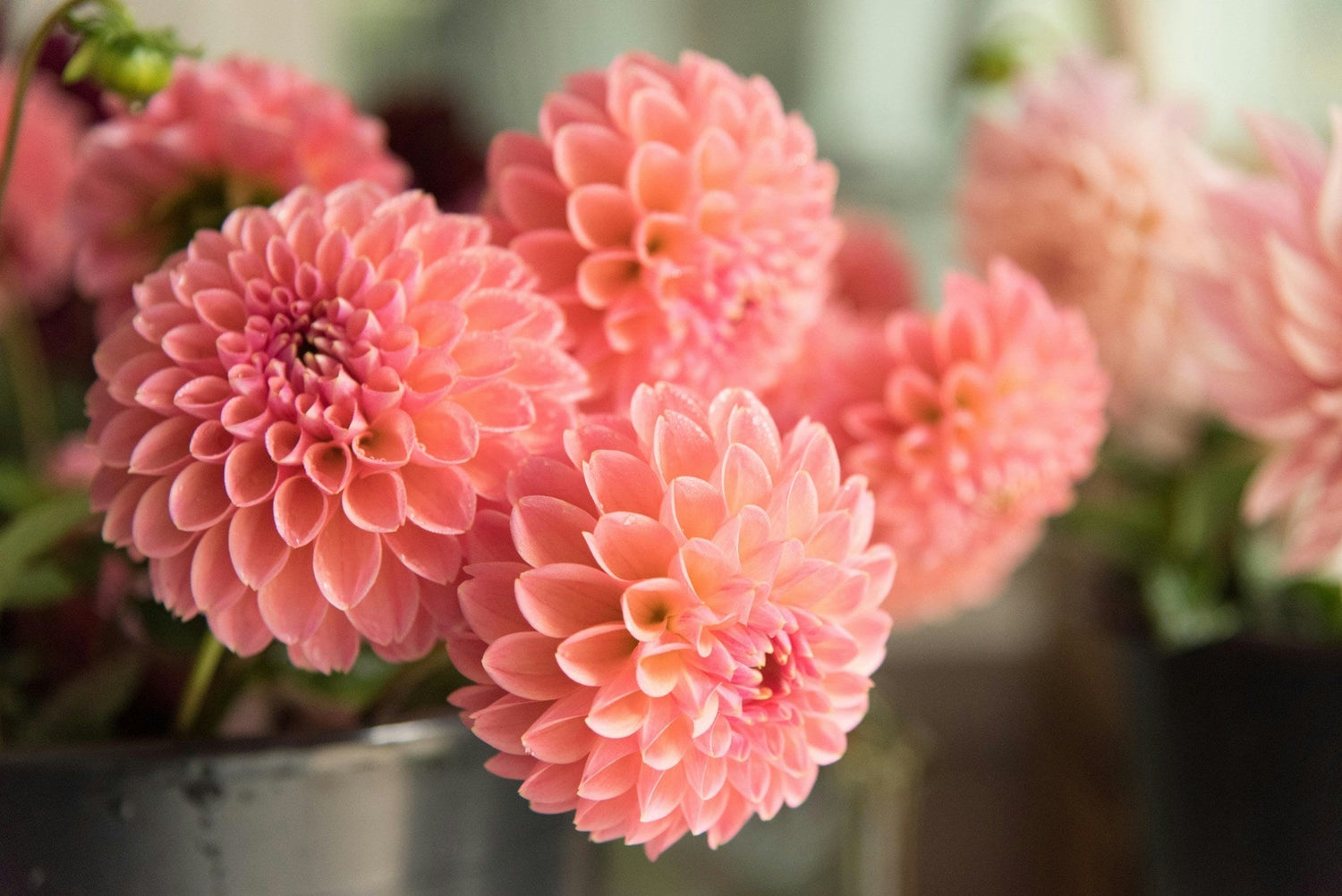 The Ultimate Dahlia Care Guide