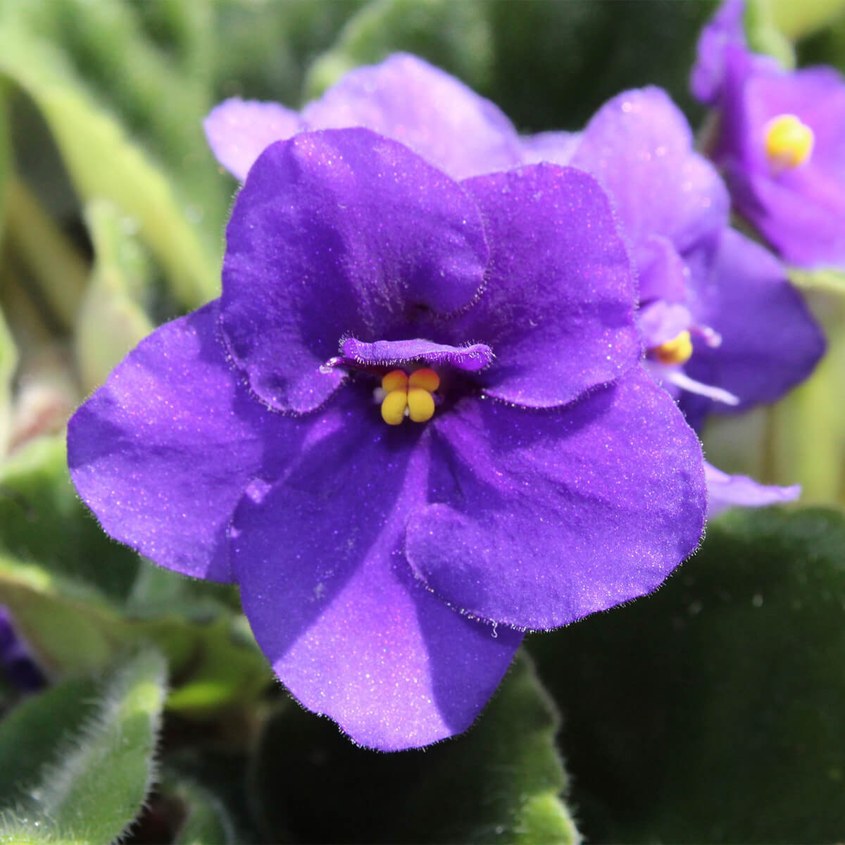picture of purple African violet flower with yellow center