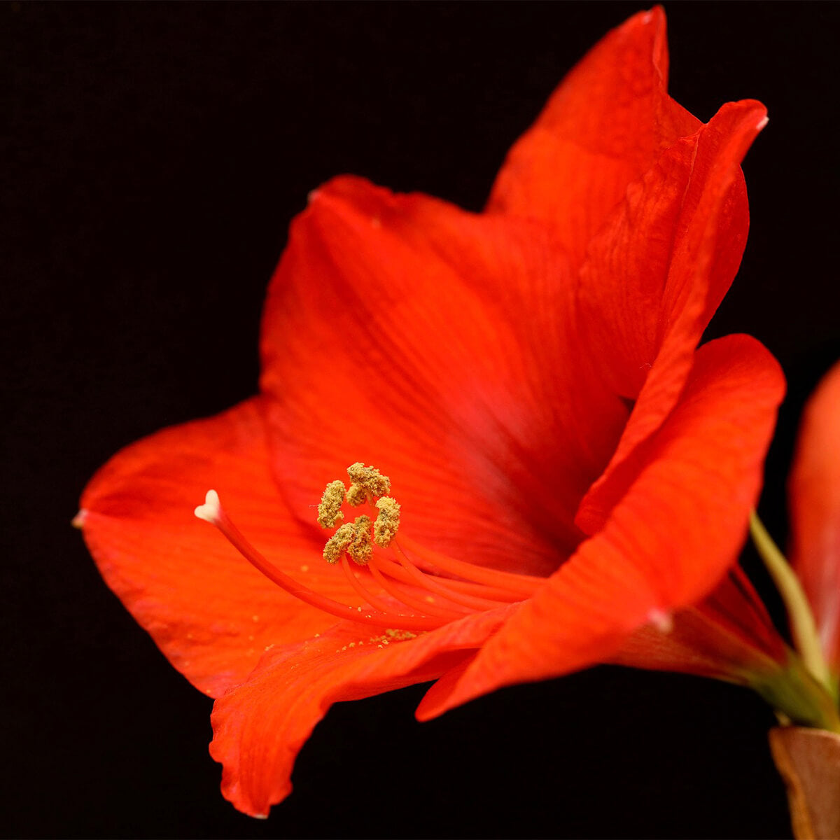 picture of a red amaryllis flower