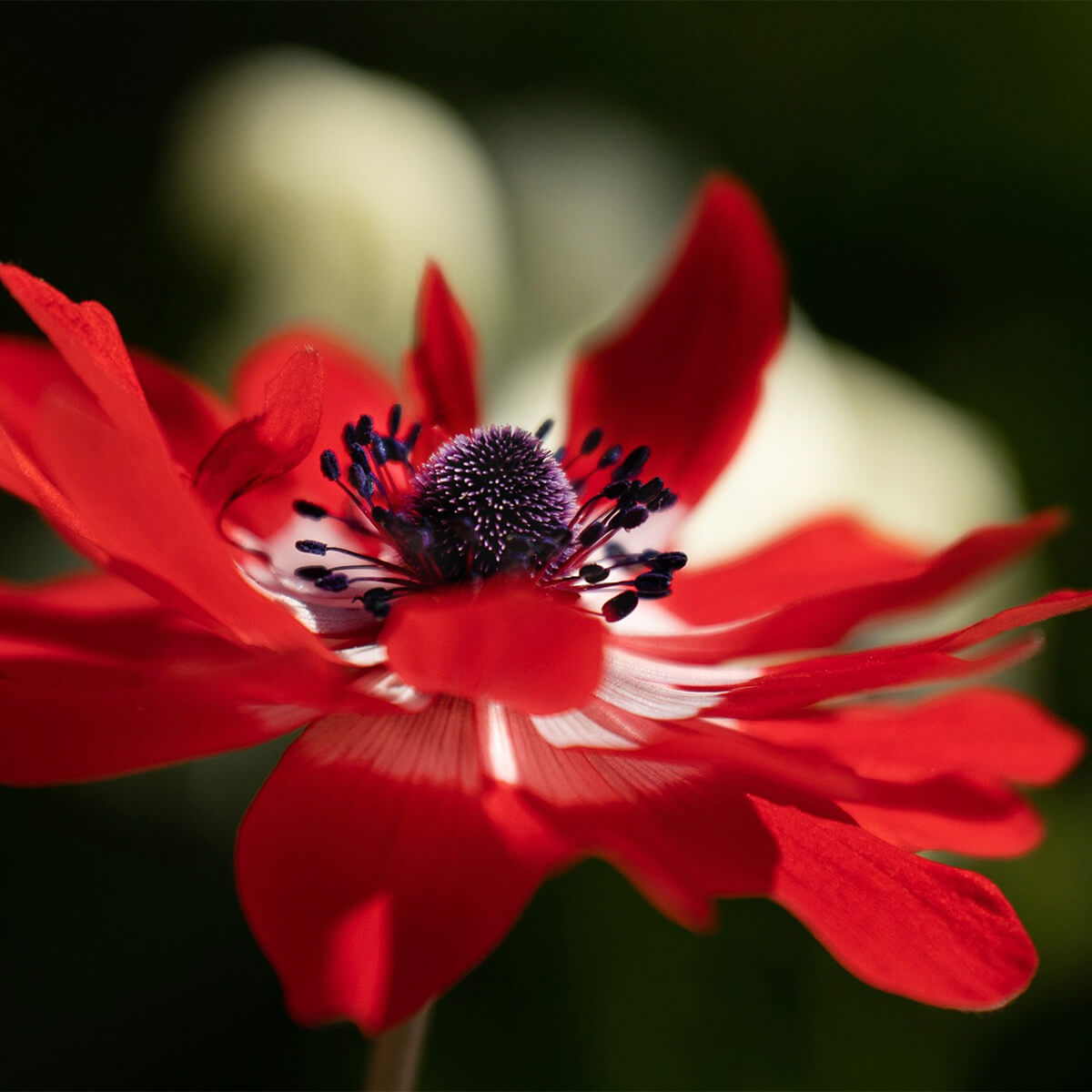 picture of a red anemone flower with a white center