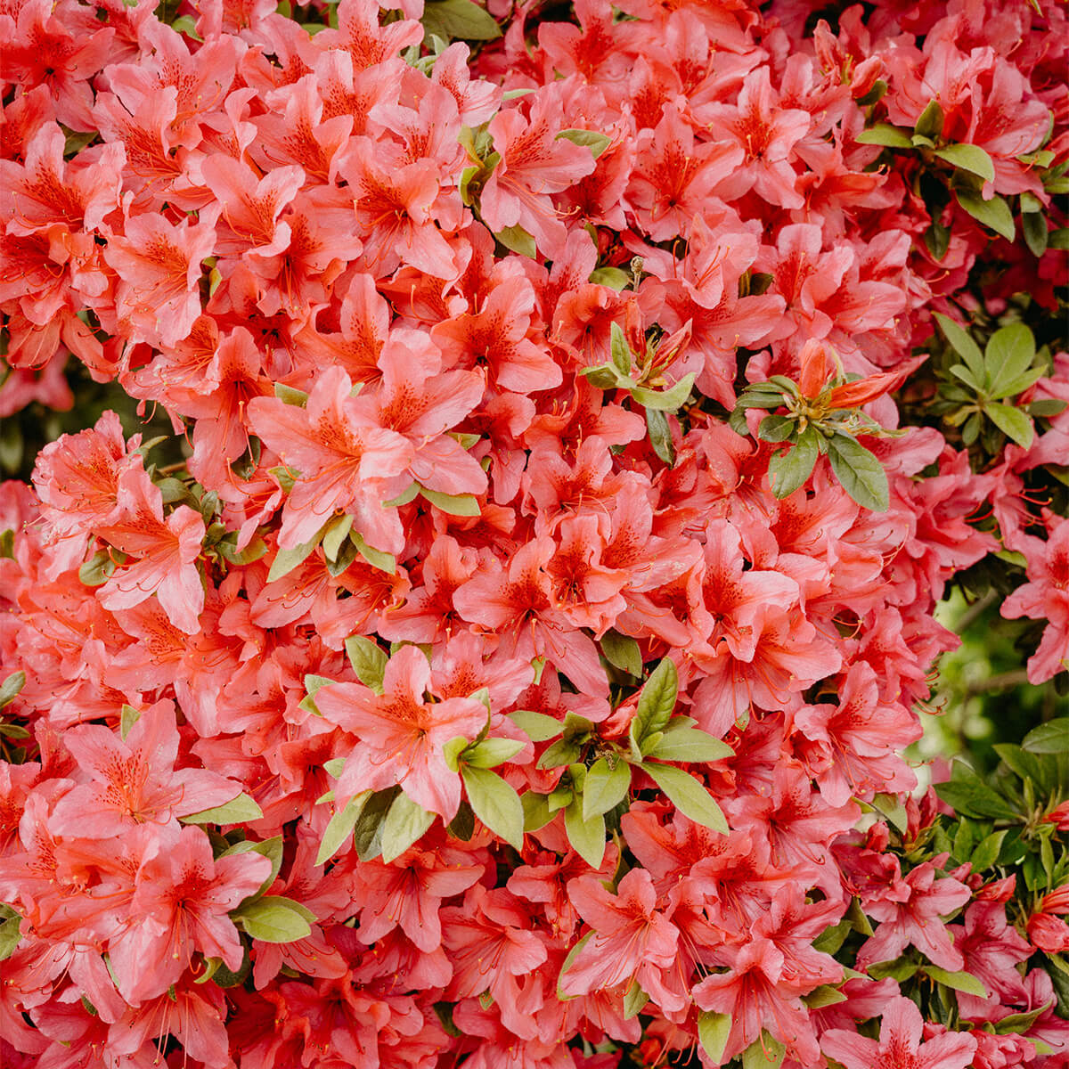 cluster of coral colored azalea flowers