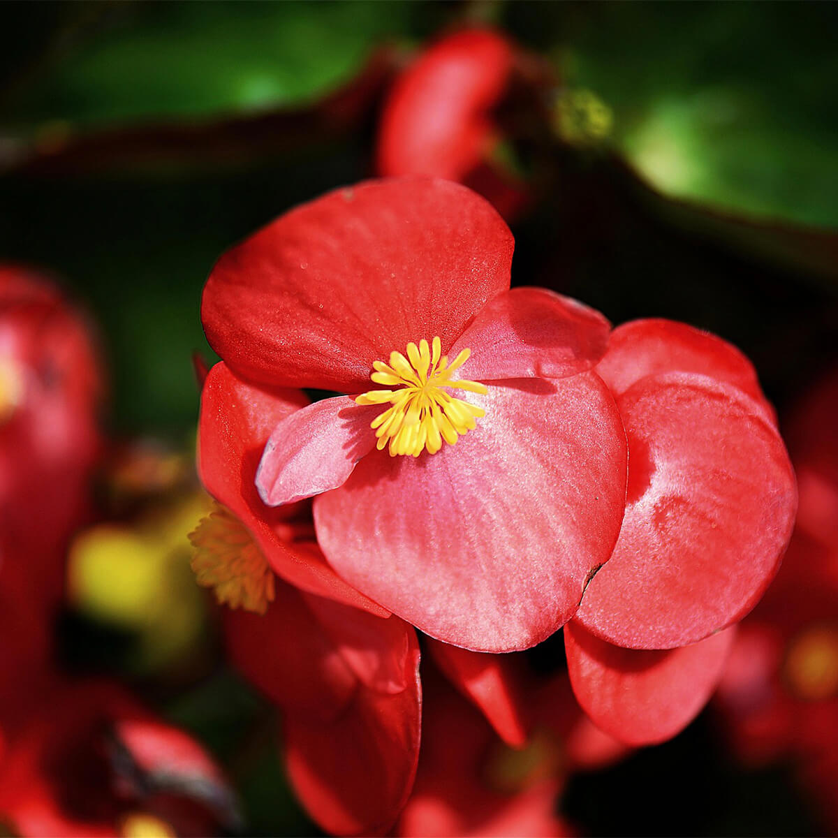 picture of coral colored begonia flower