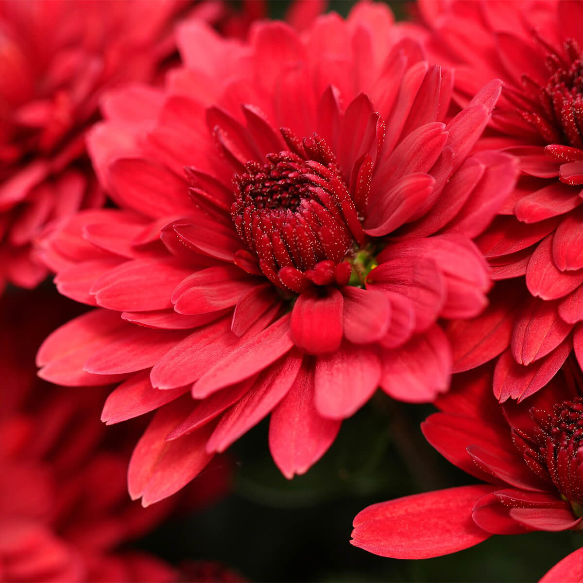close up of red chrysanthemum