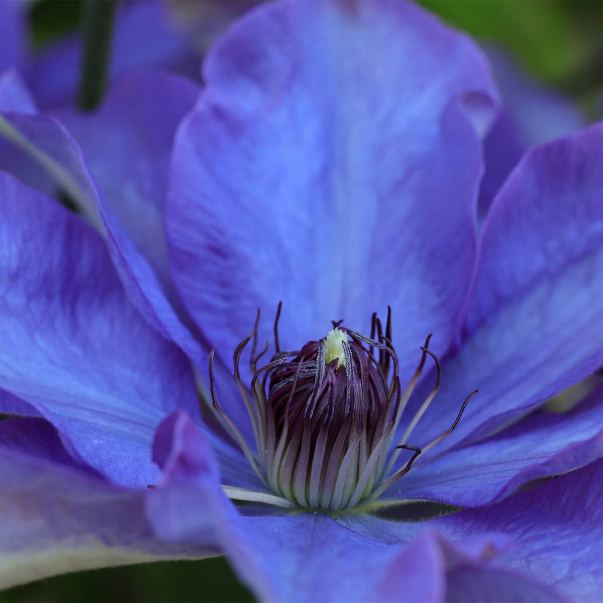 up close picture of a purple clematis flower
