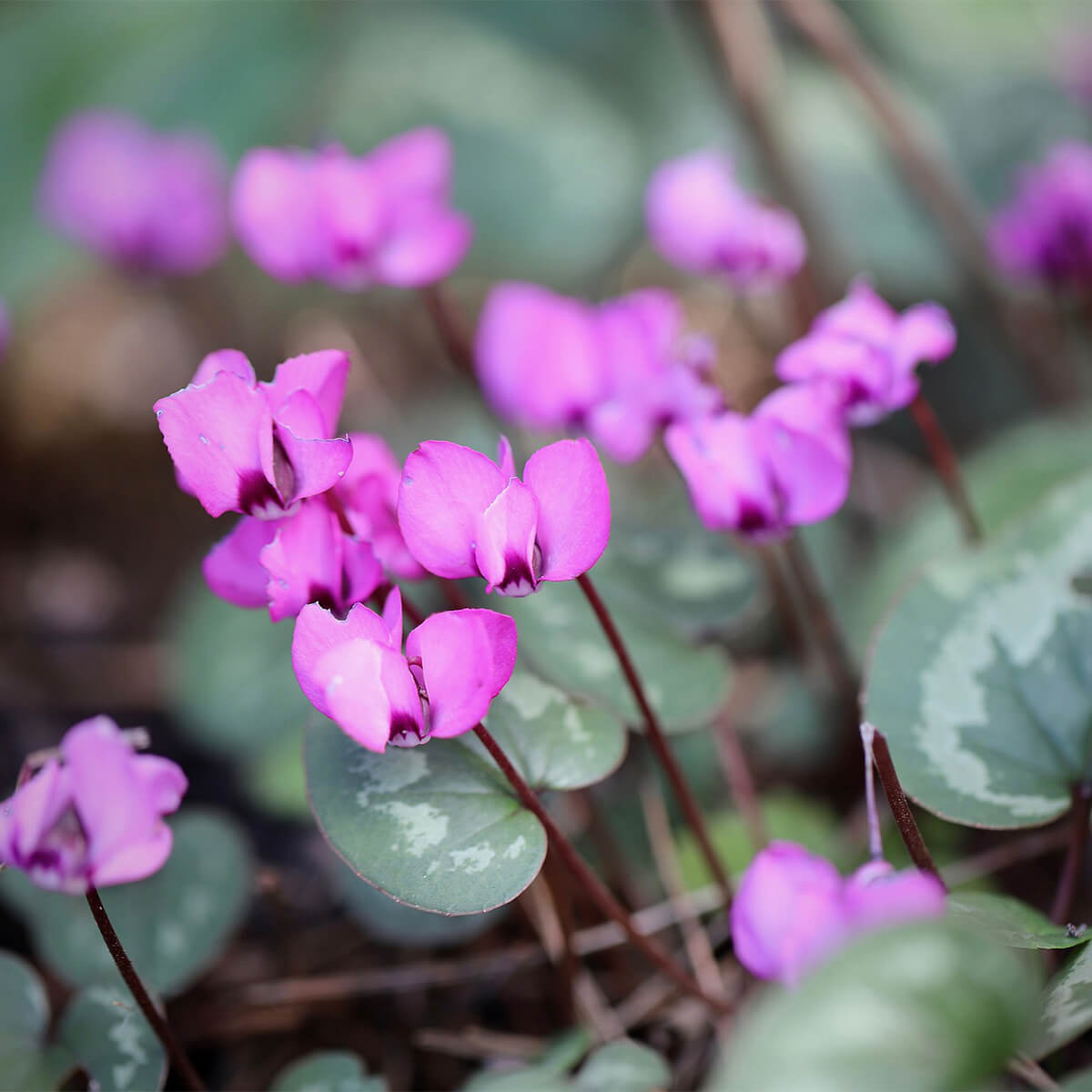 pink cyclamen with their foliage