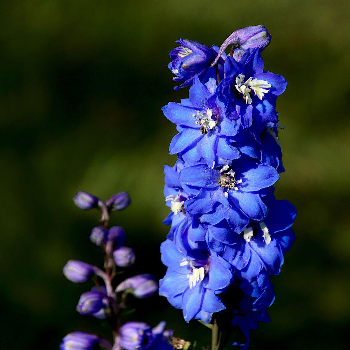 Delphinium