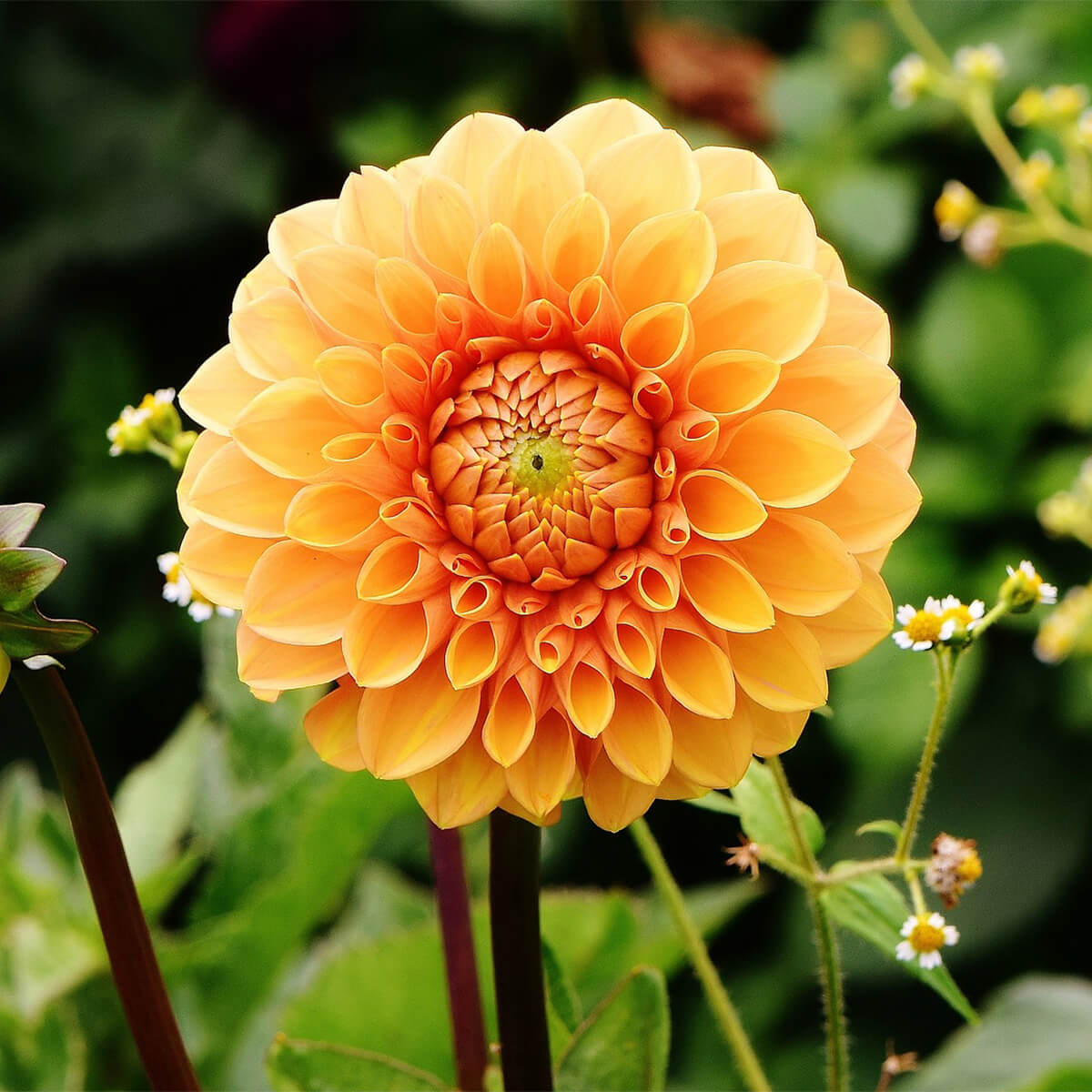 light orange pompom dahlia