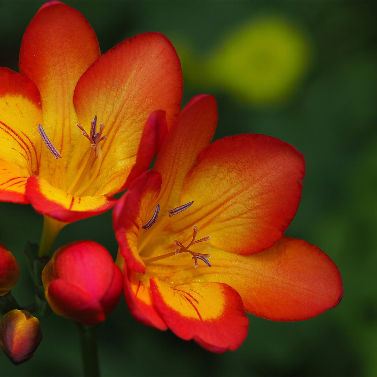 Freesia