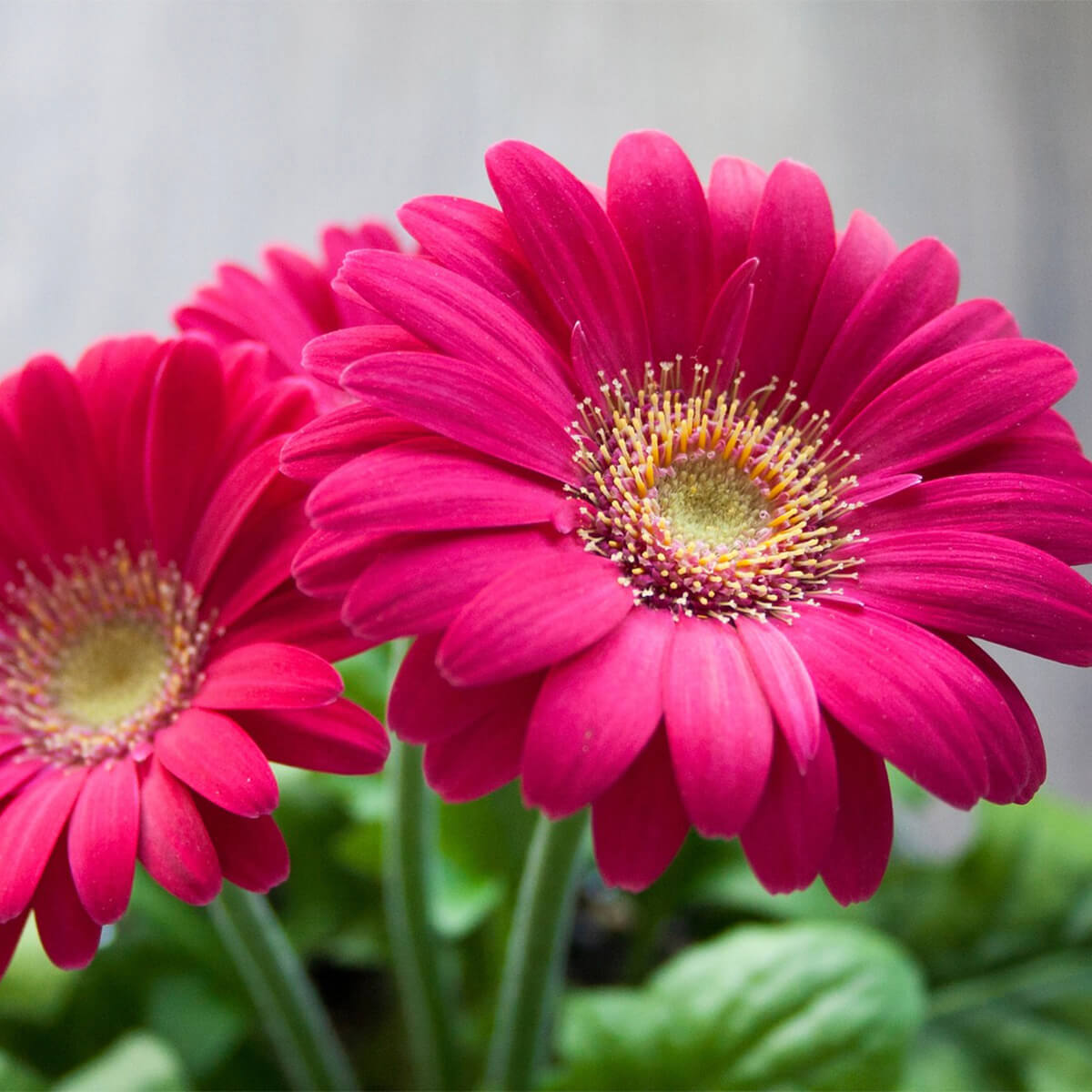 Gerbera