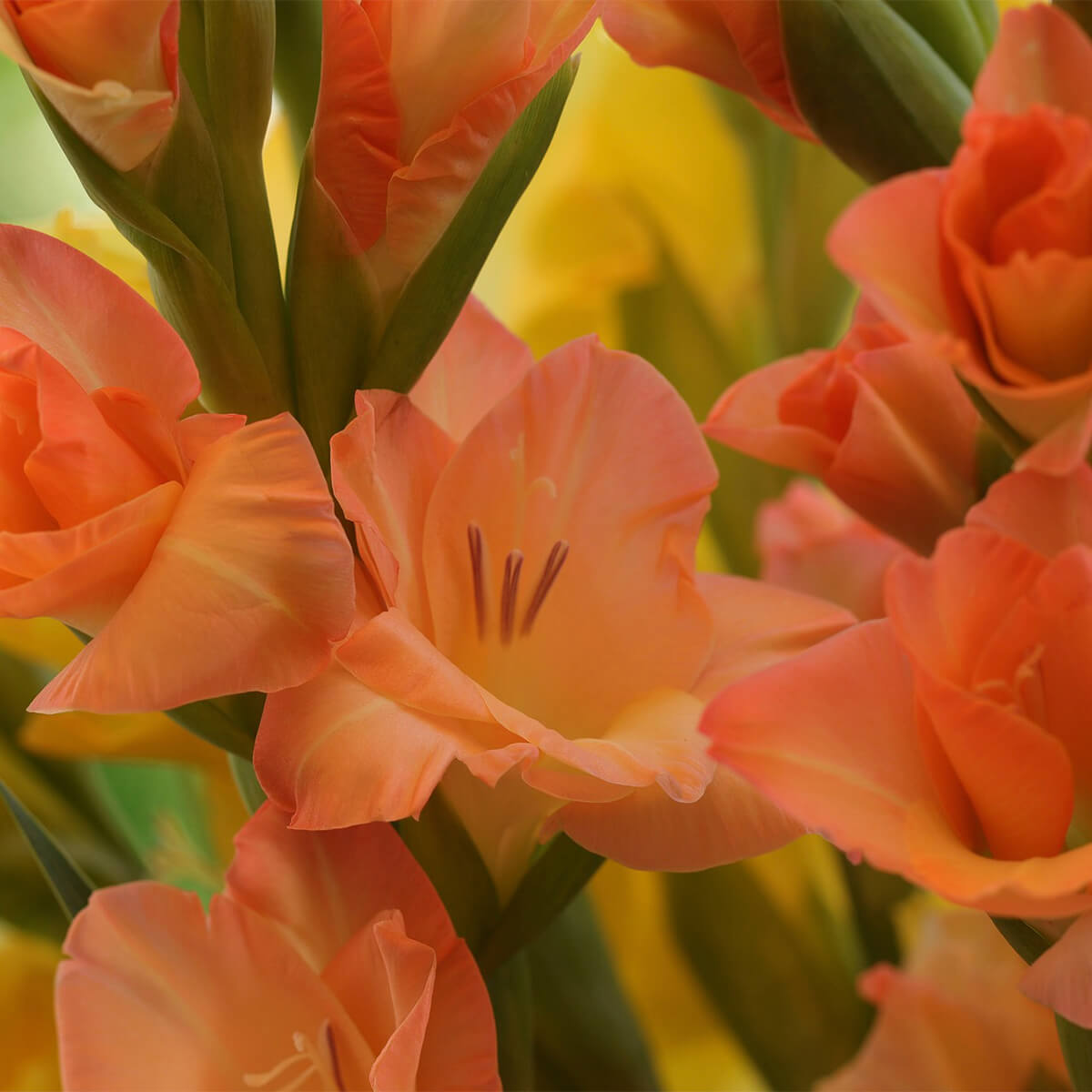 Gladioli