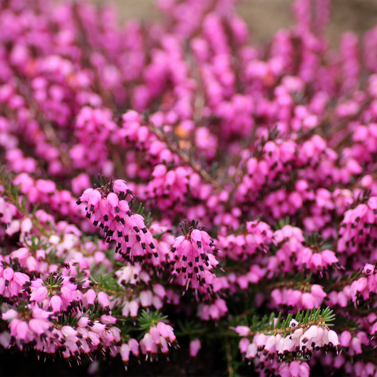 Small fuchsia blooms with branches of pine
