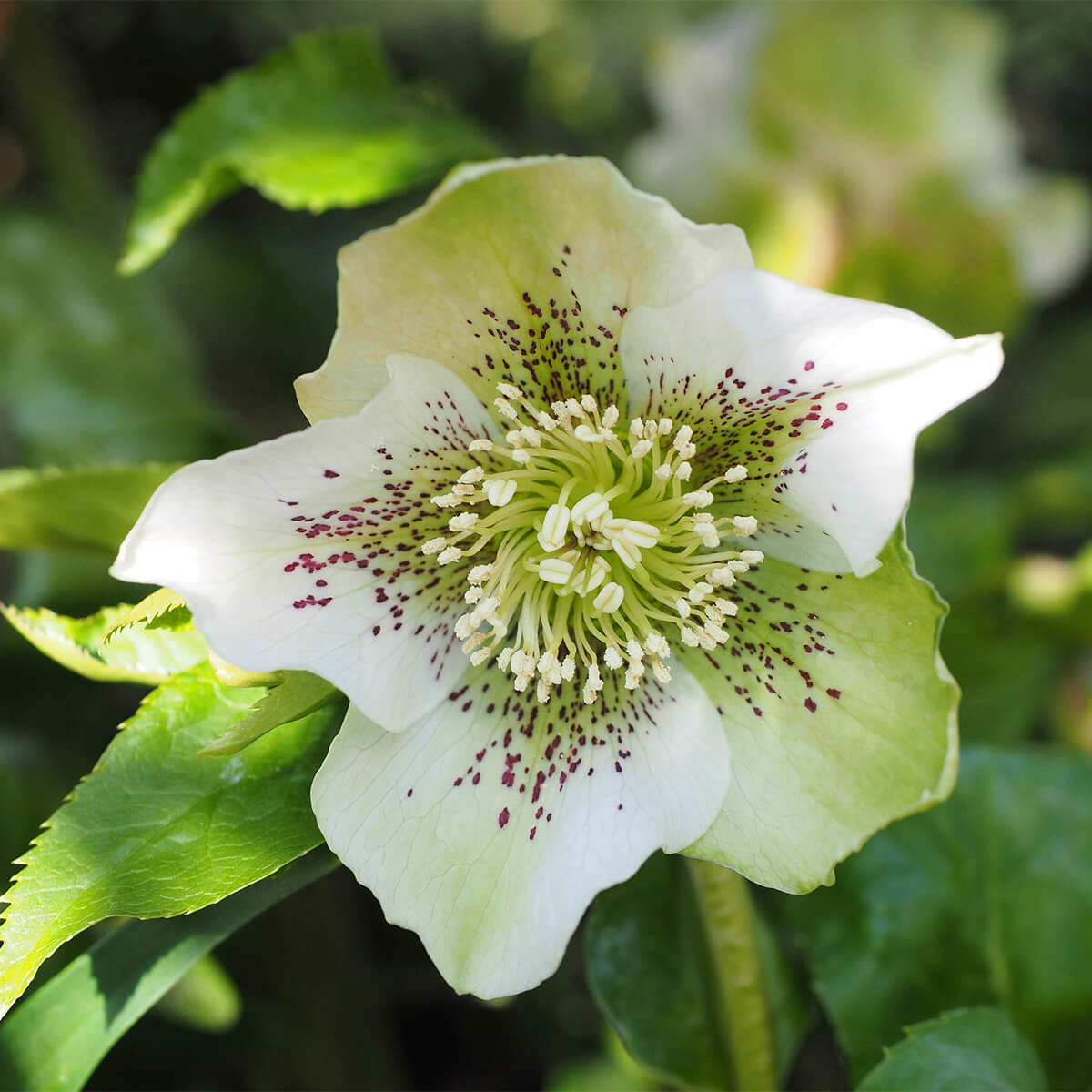 picture of a white hellebore bloom with green center