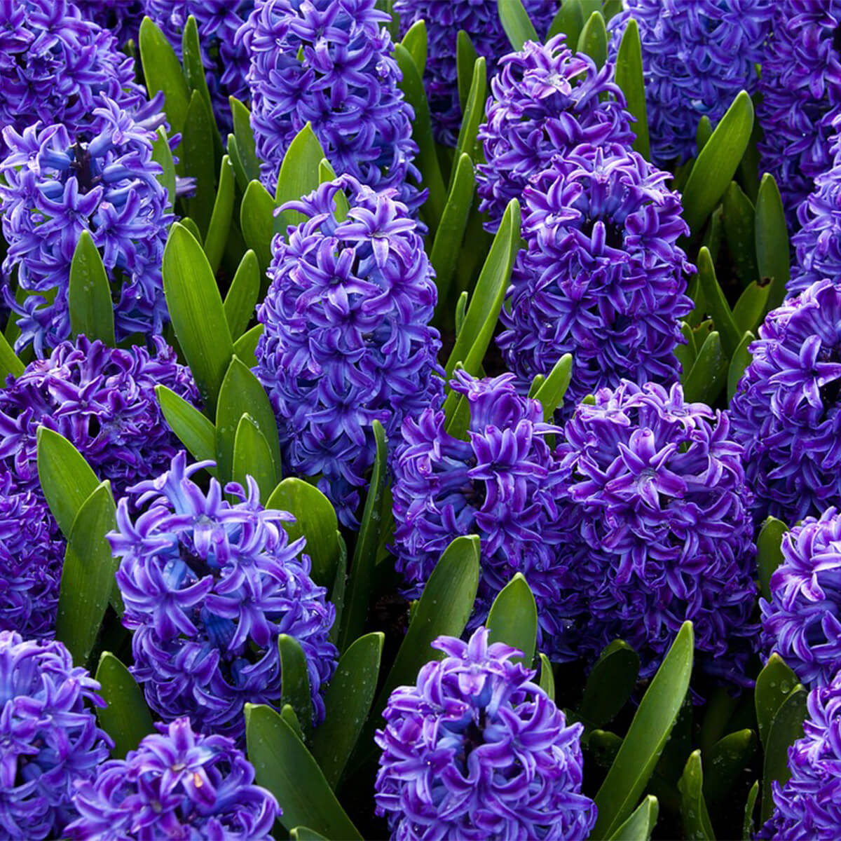 Deep purple hyacinths