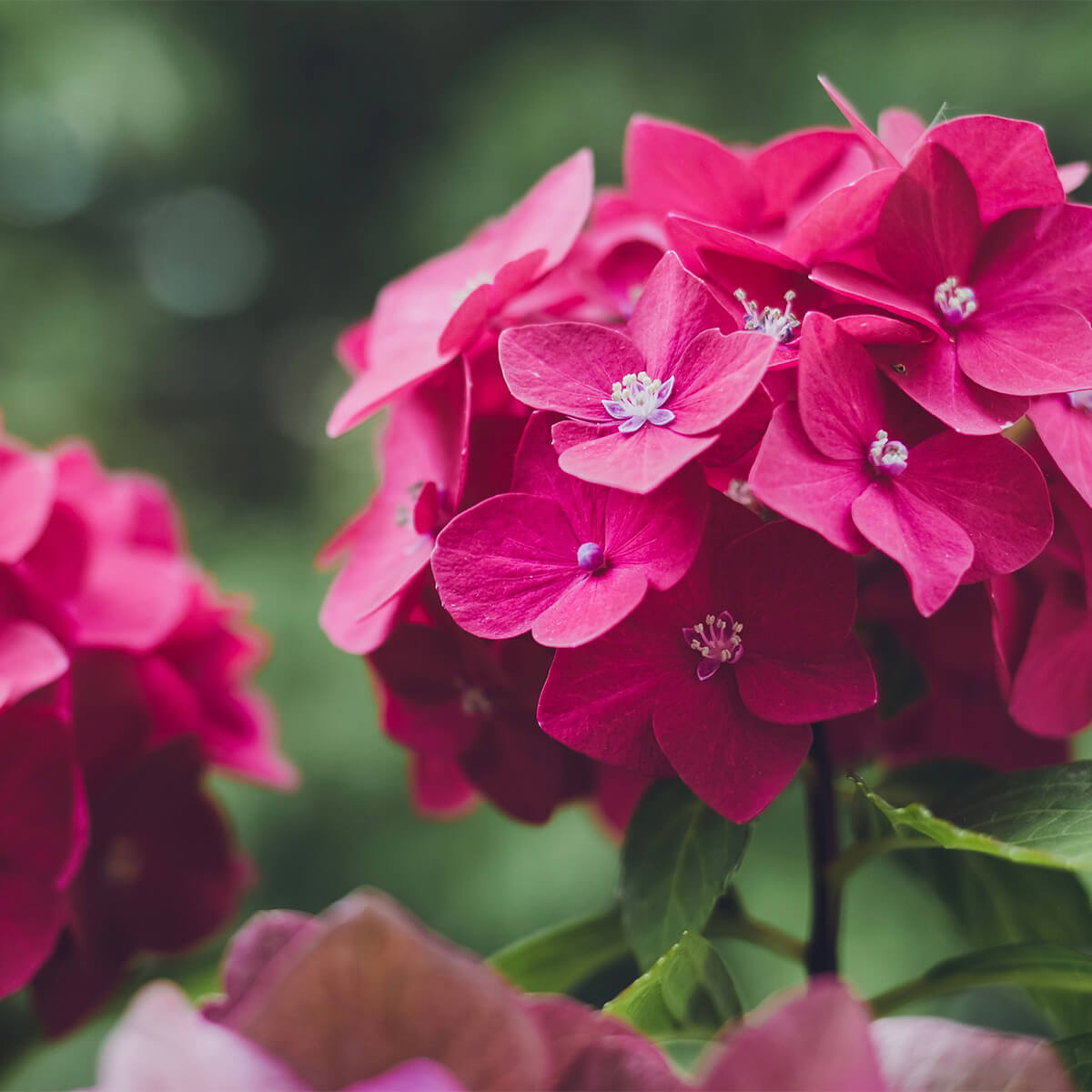 Hydrangea