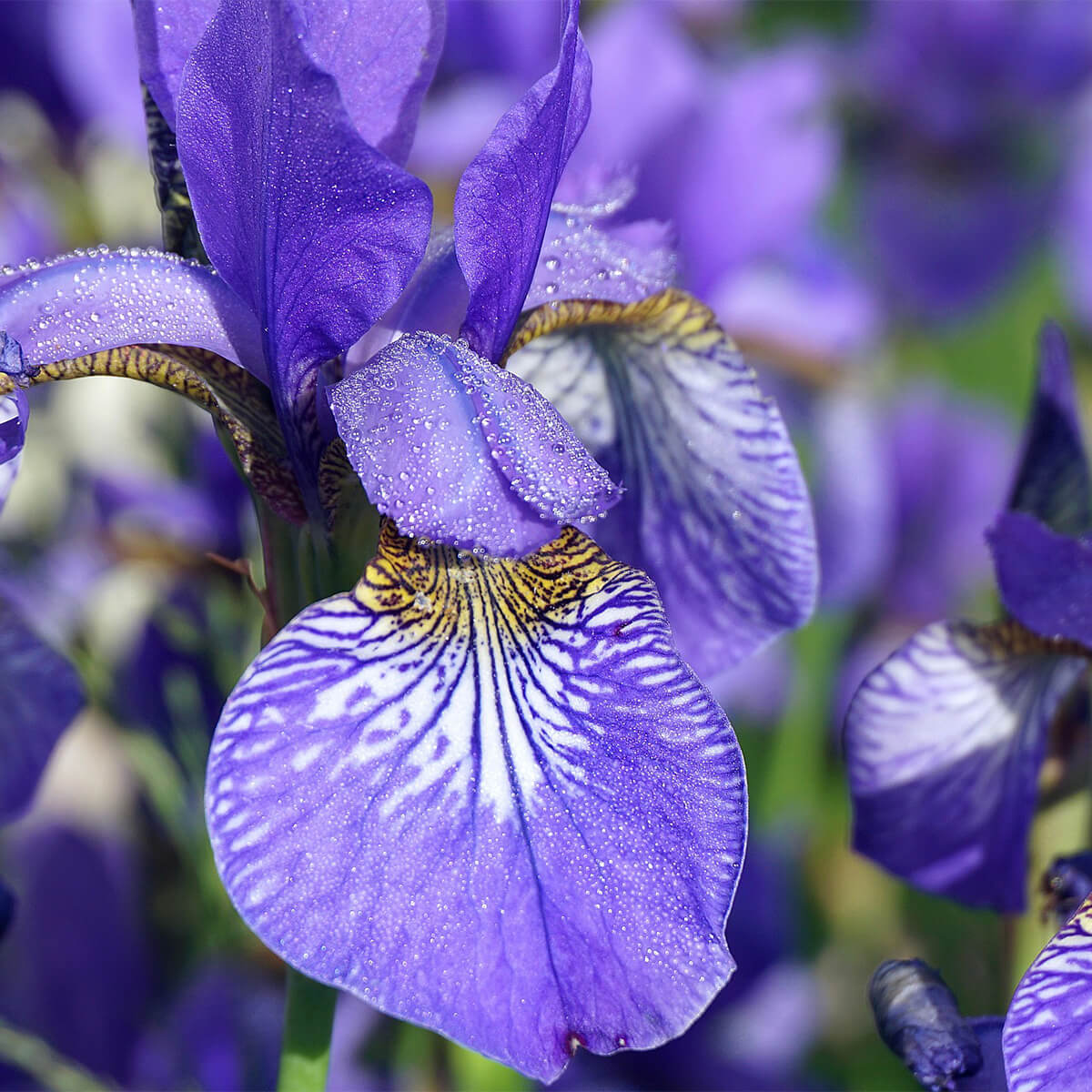 Iris