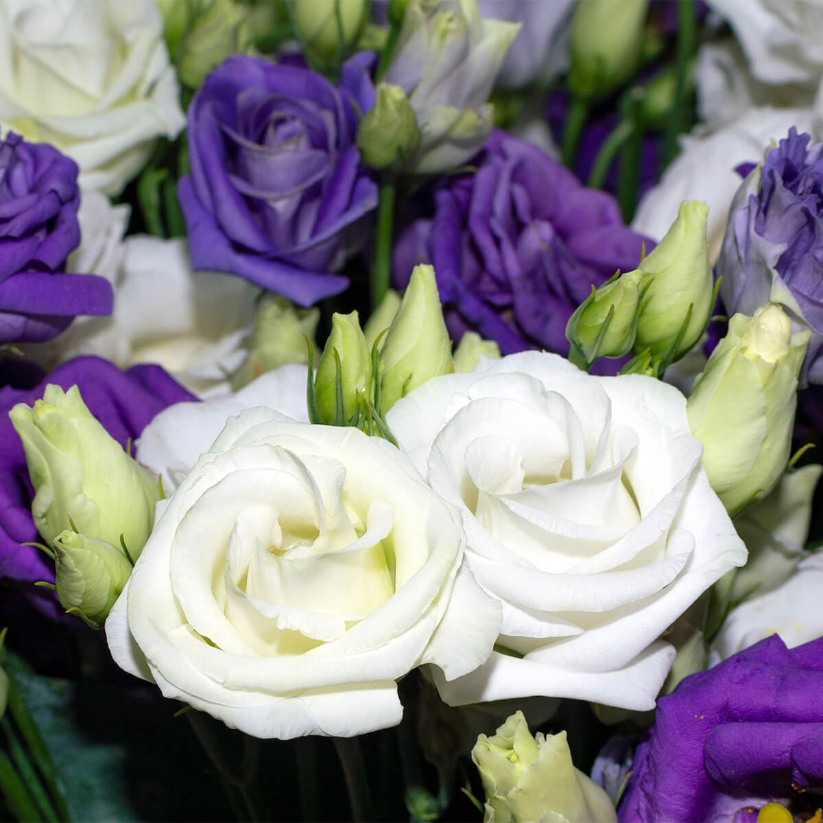 picture of purple and white Lisianthus flowers