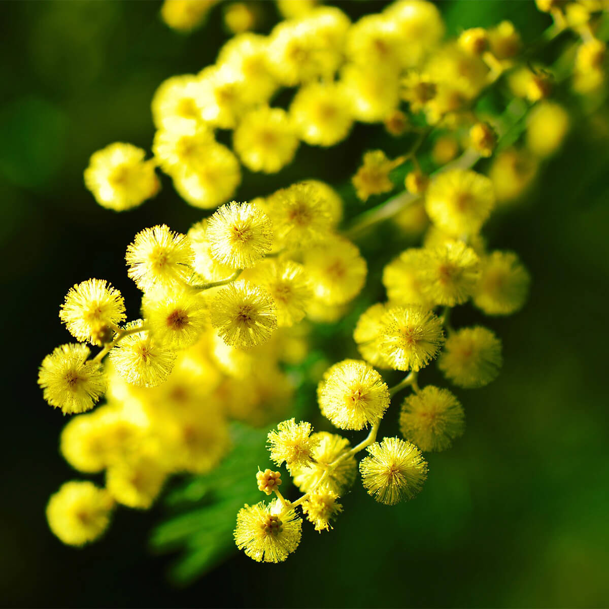 Yellow mimosa branch with its foliage
