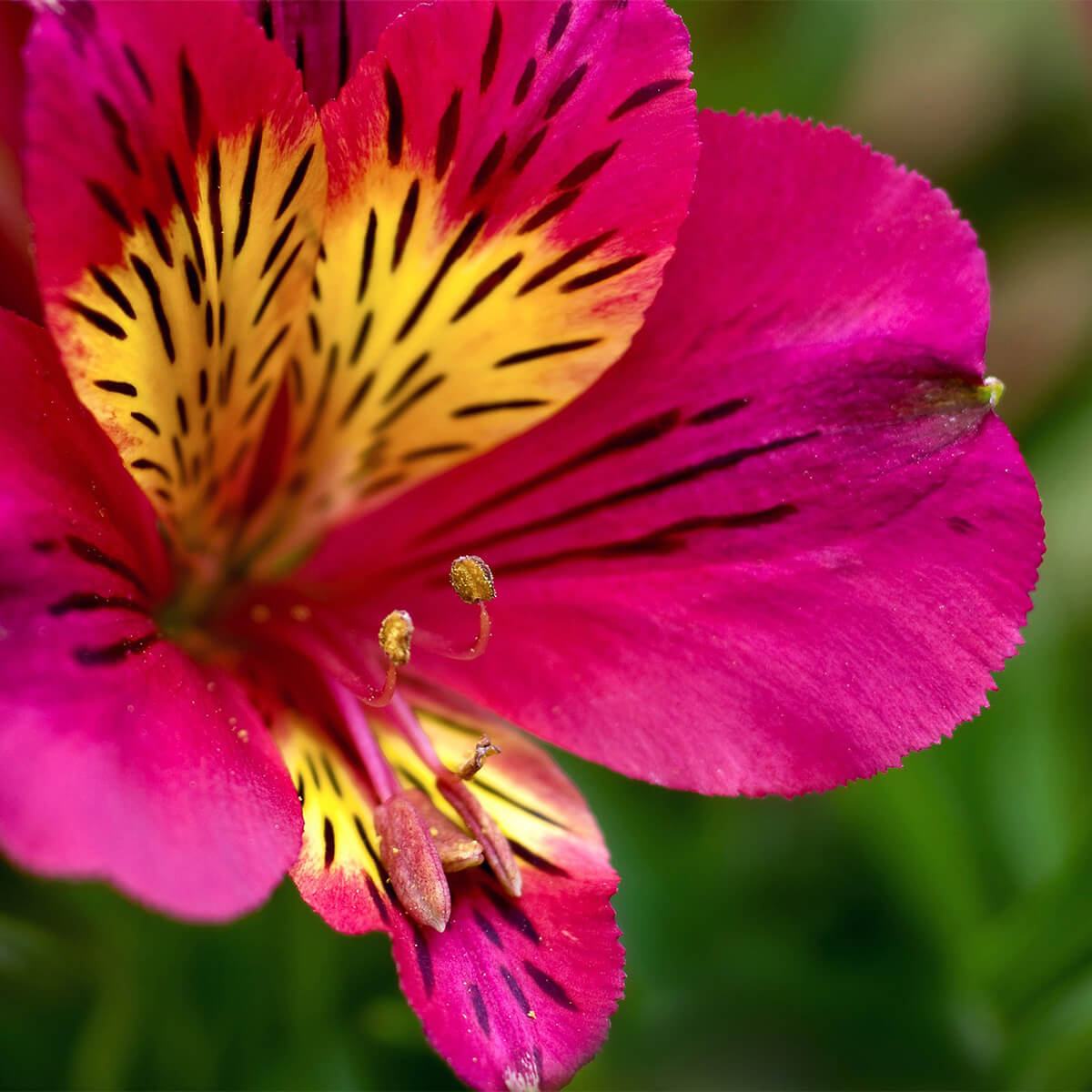 picture of hot pink alstroemeria  flower with yellow center