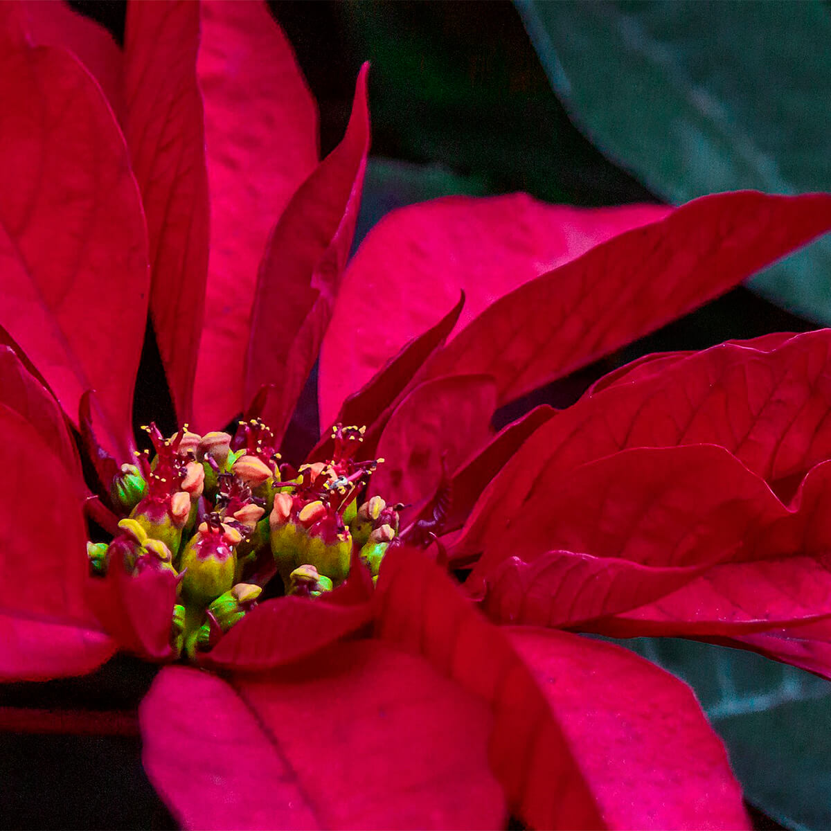 Poinsettia