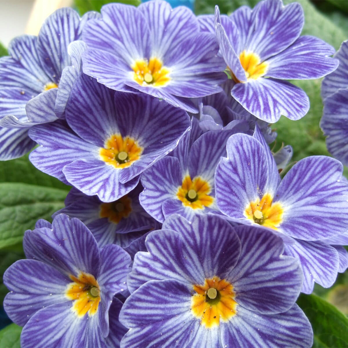 picture of purple and white striped primroses flowers with yellow center