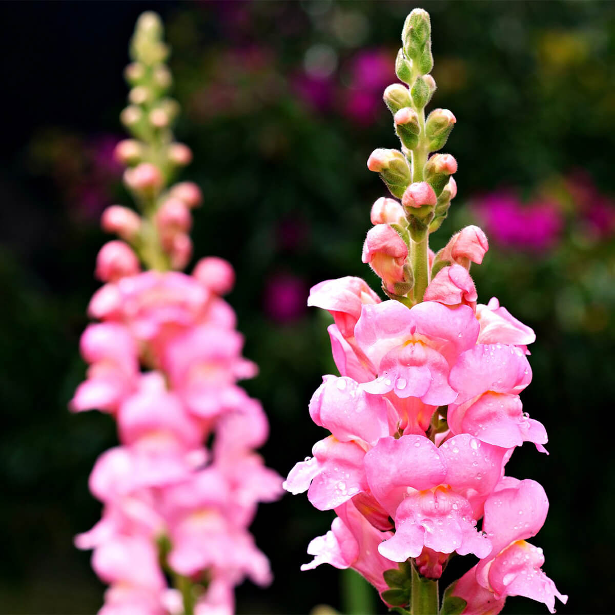 2 pink snapdragon flower stalks