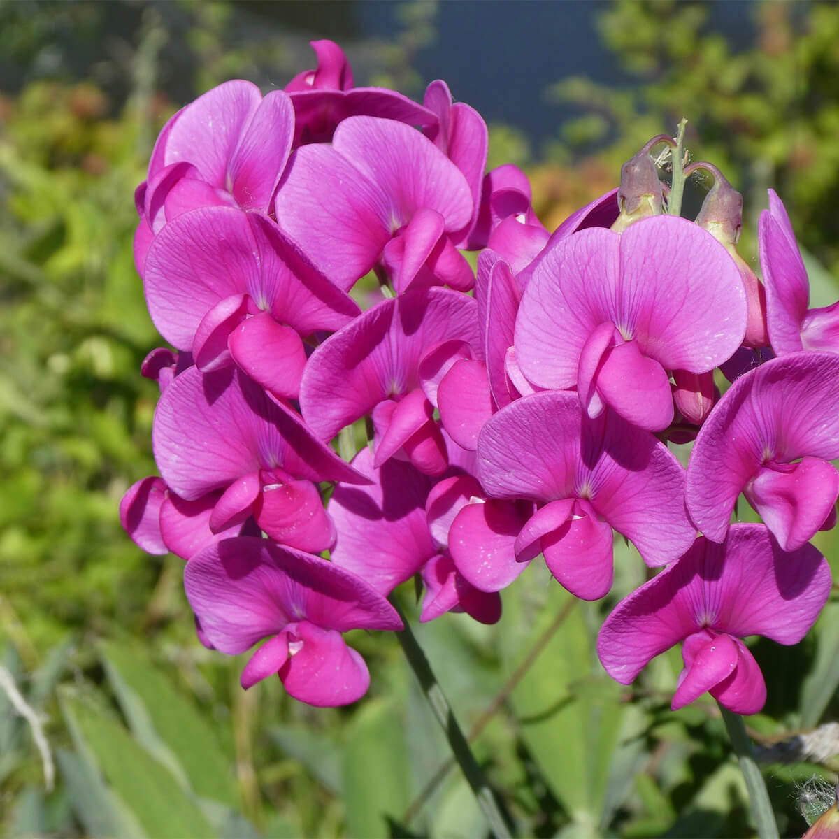 dark pink sweat peas flowers