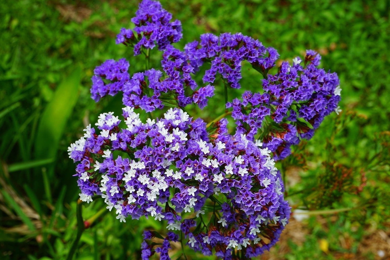 Limonium - Sea Lavender - Statice