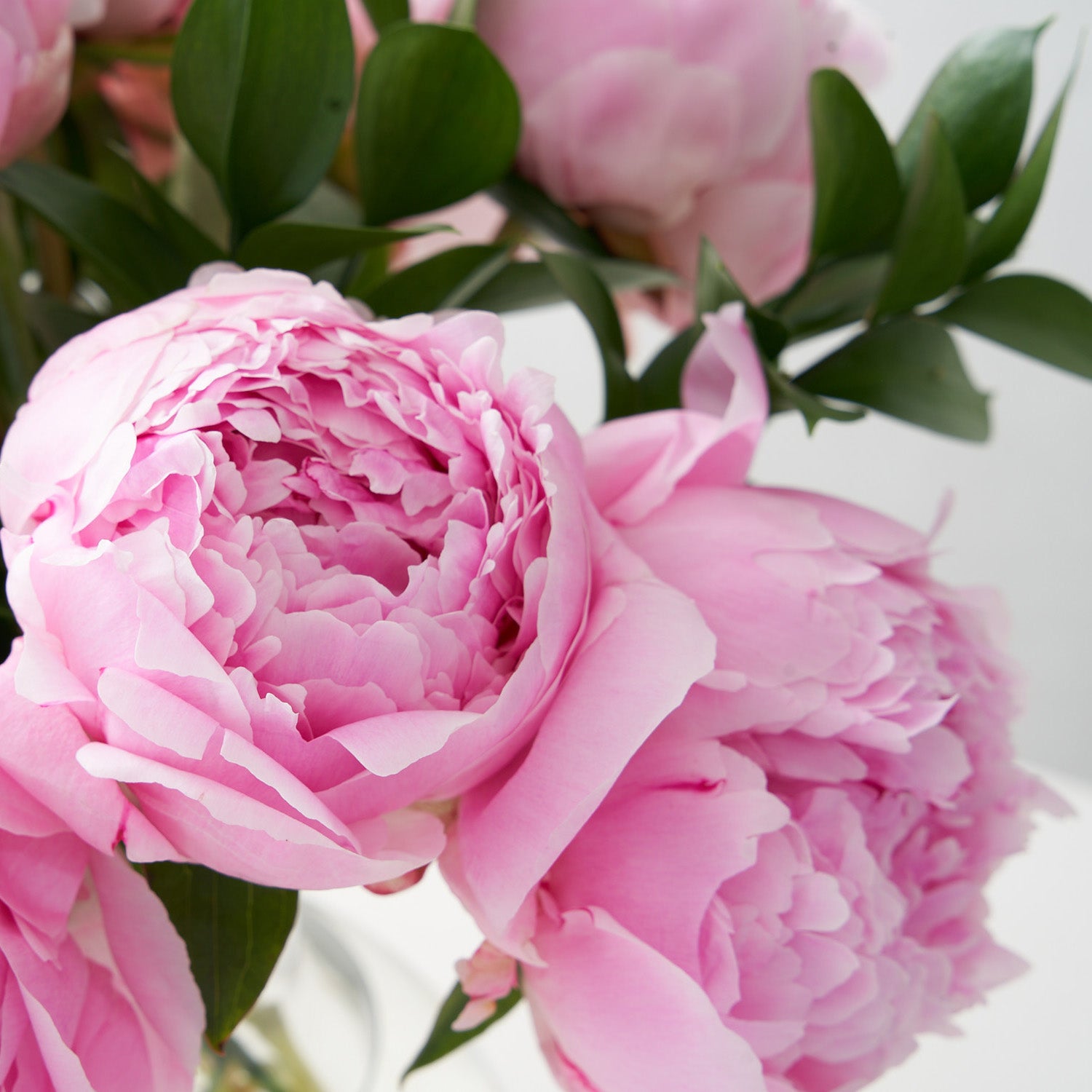 two Pink peonies with greenery in background