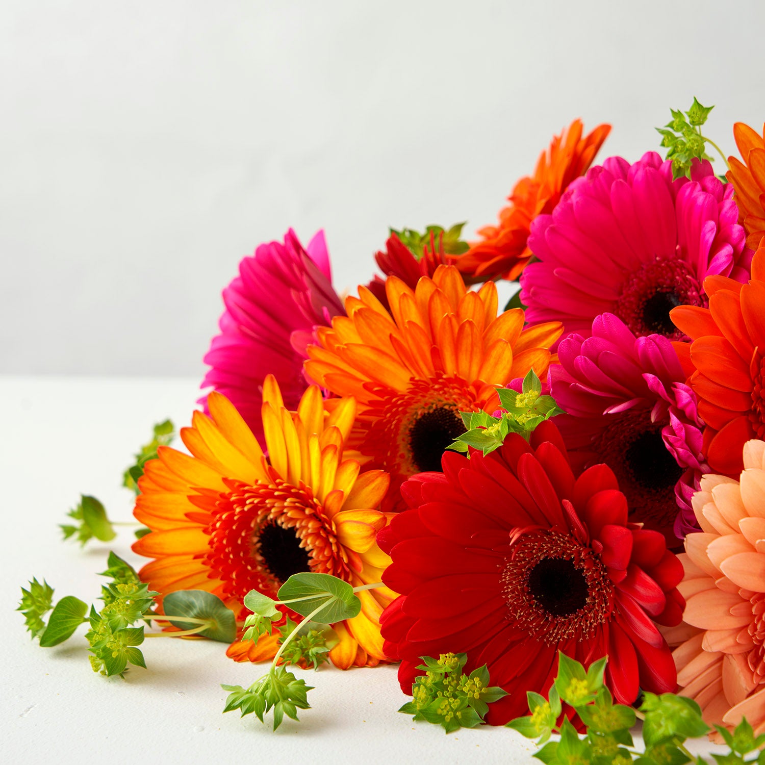 Close up of brightly coloured gerberas with greenery.