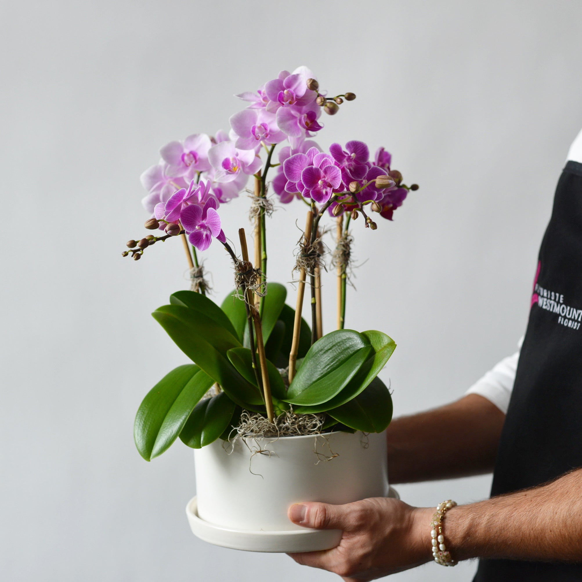 Orchidées miniatures dans un pot céramique