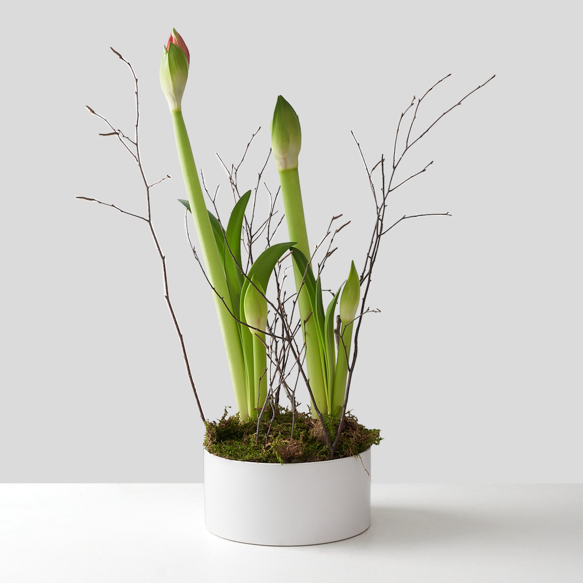 Two Red Amaryllis Bulbs in White Ceramic