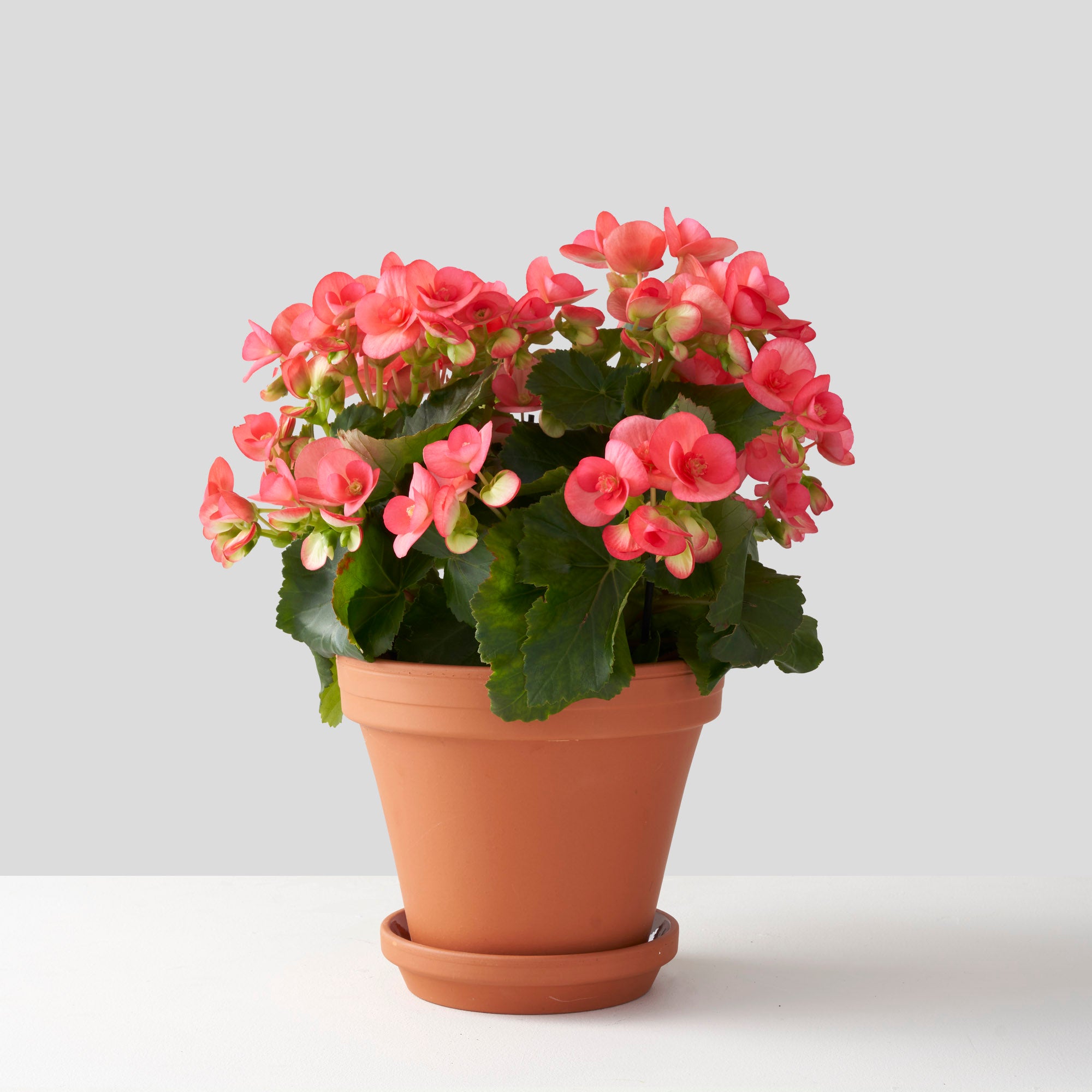 Pink Begonia